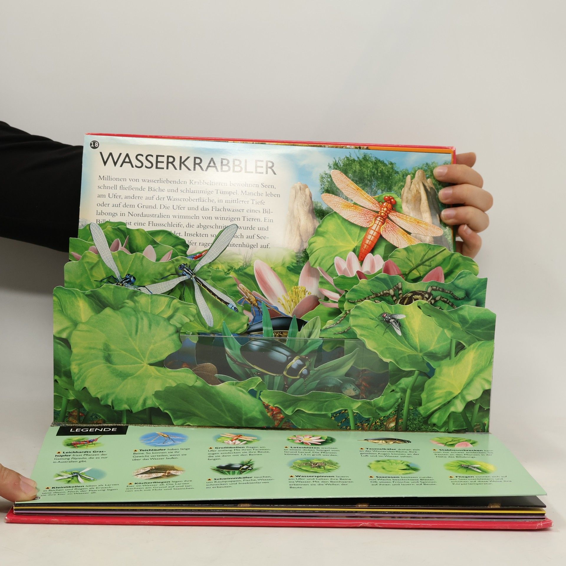 Jen Green 3D Entdecker: Krabbeltiere