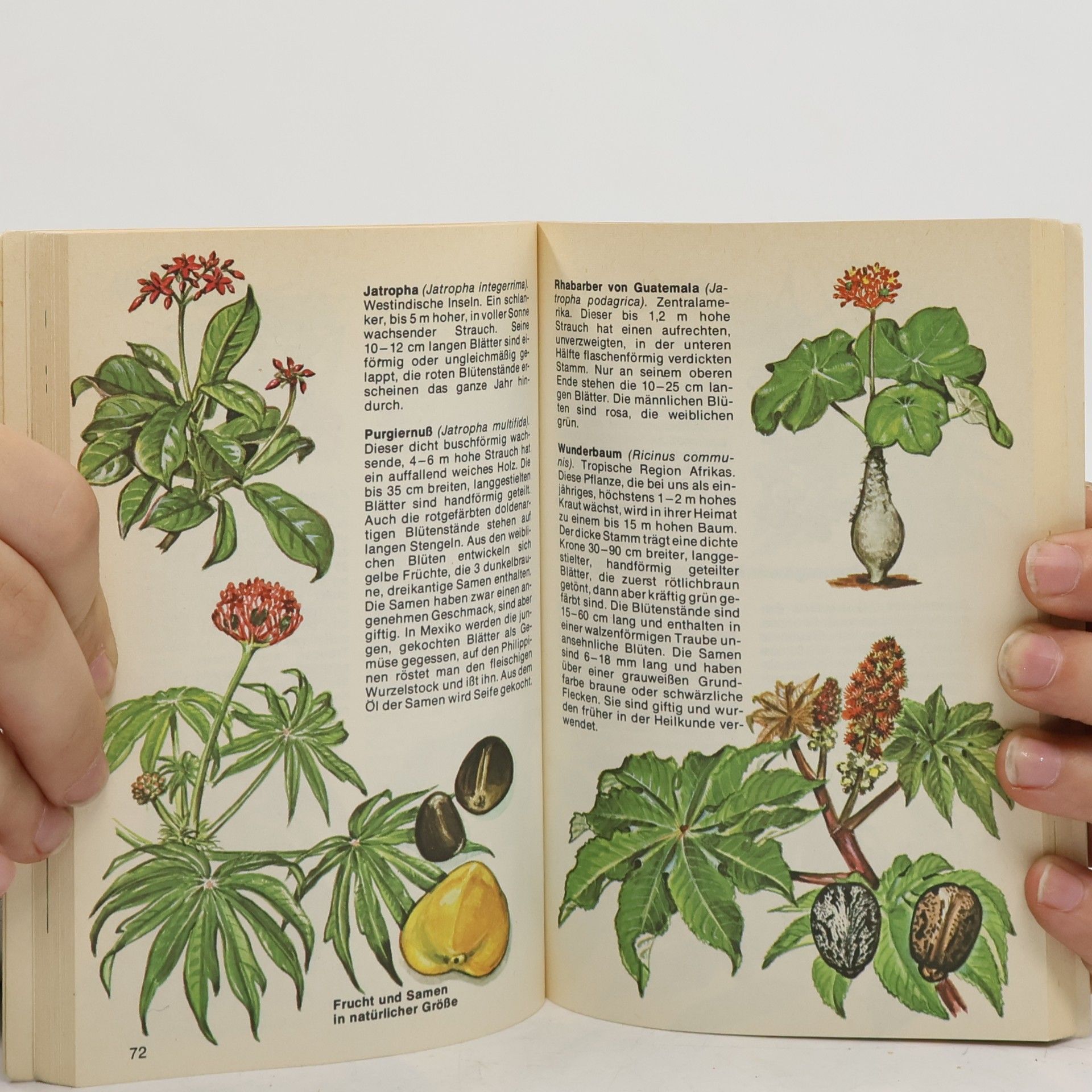 Julia F. Morton Tropische Blumen