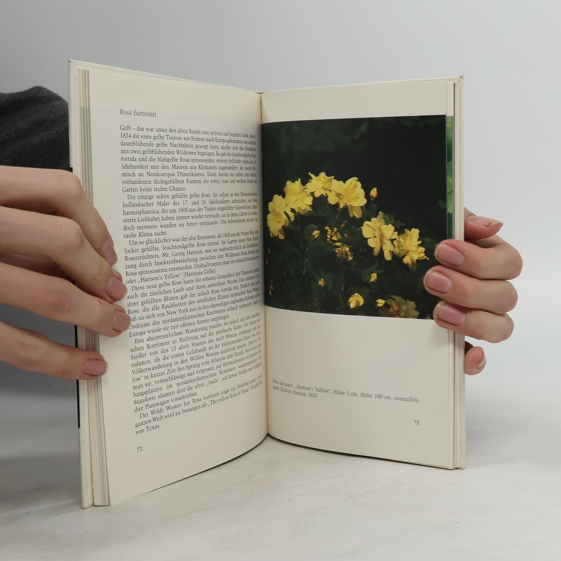 Gerda Nissen Alte Rosen