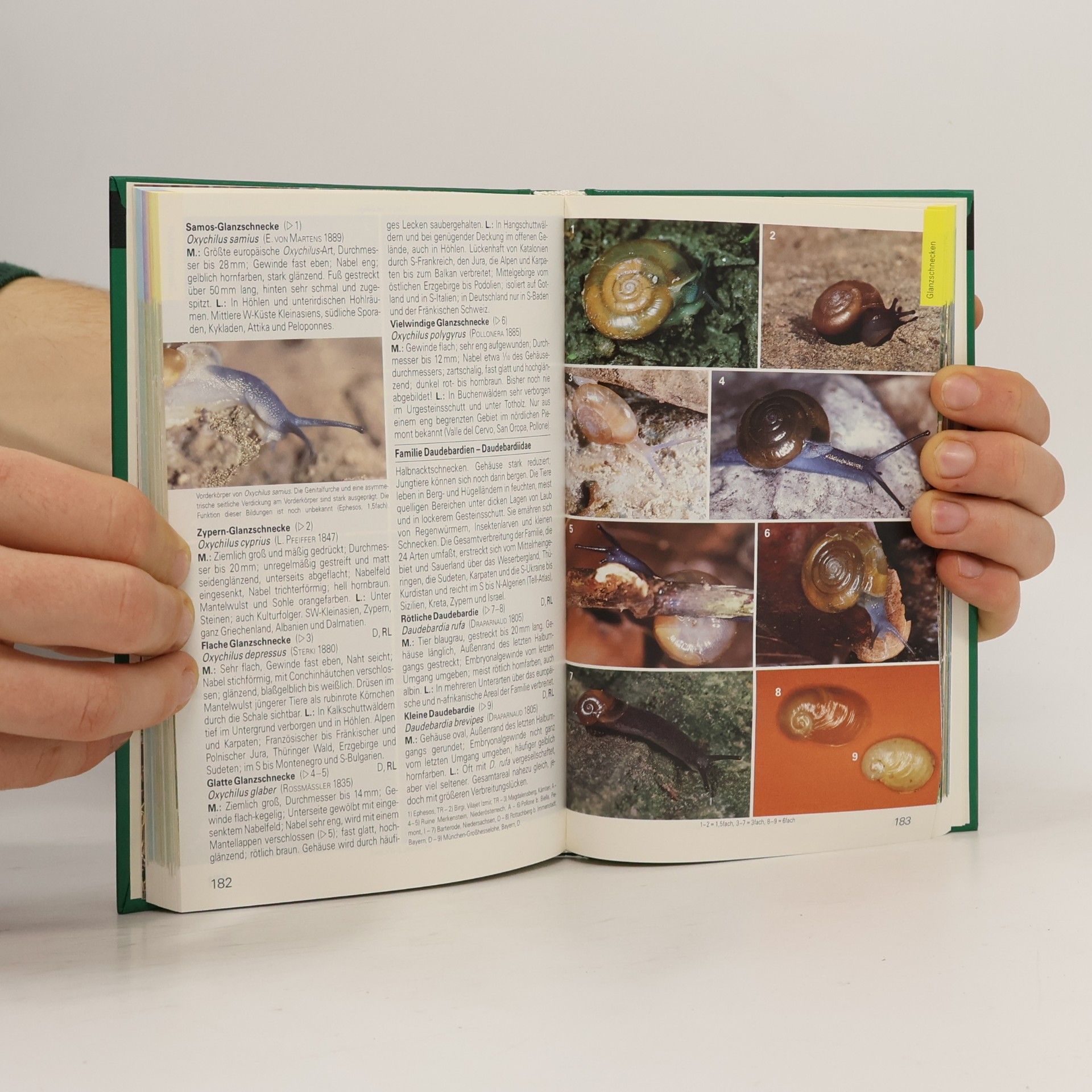 Various authors Weichtiere