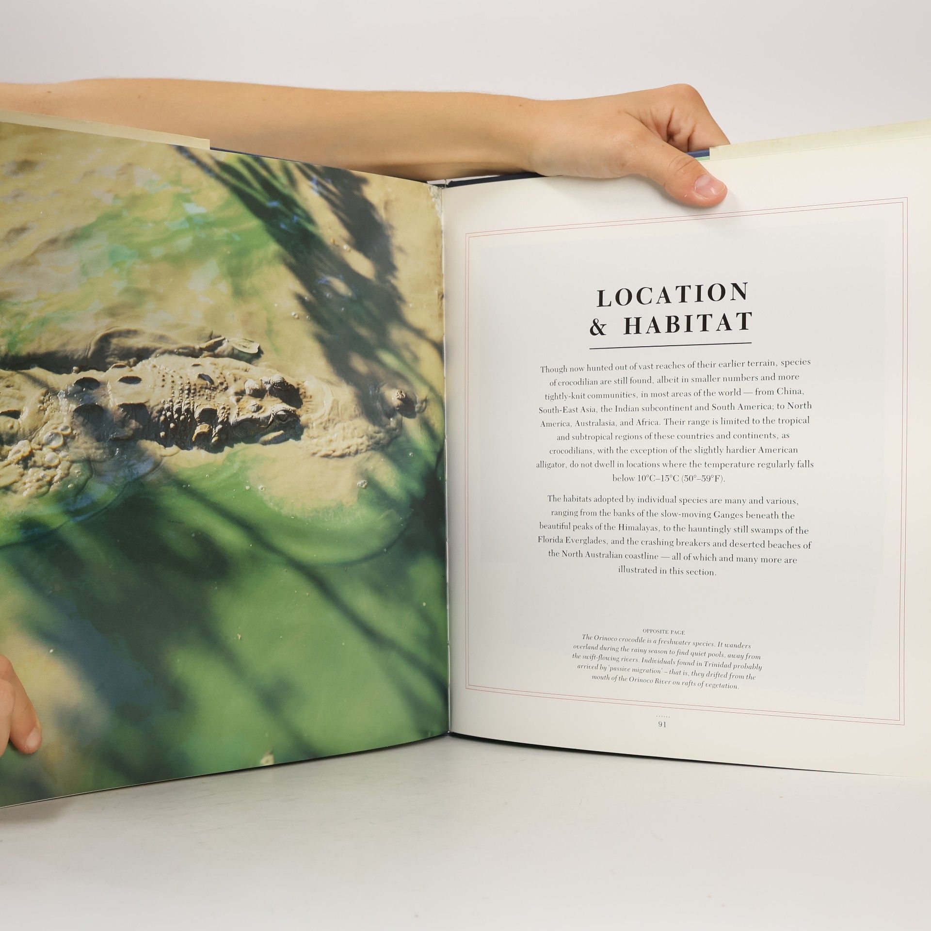 Malcolm Penny Alligators & Crocodiles