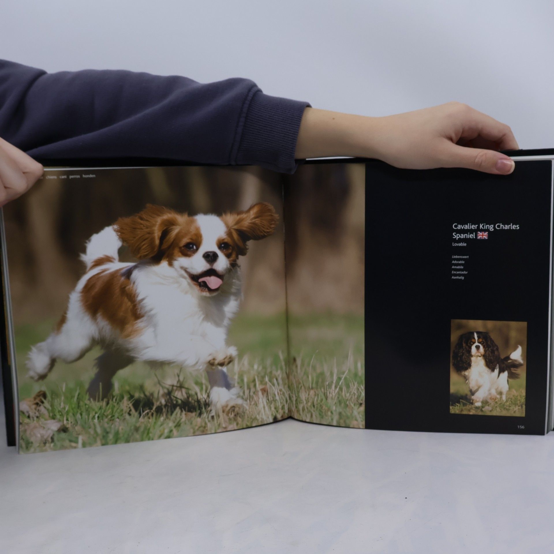 Kolektiv autorů Dogs A-G: hunde chiens cani perros honde