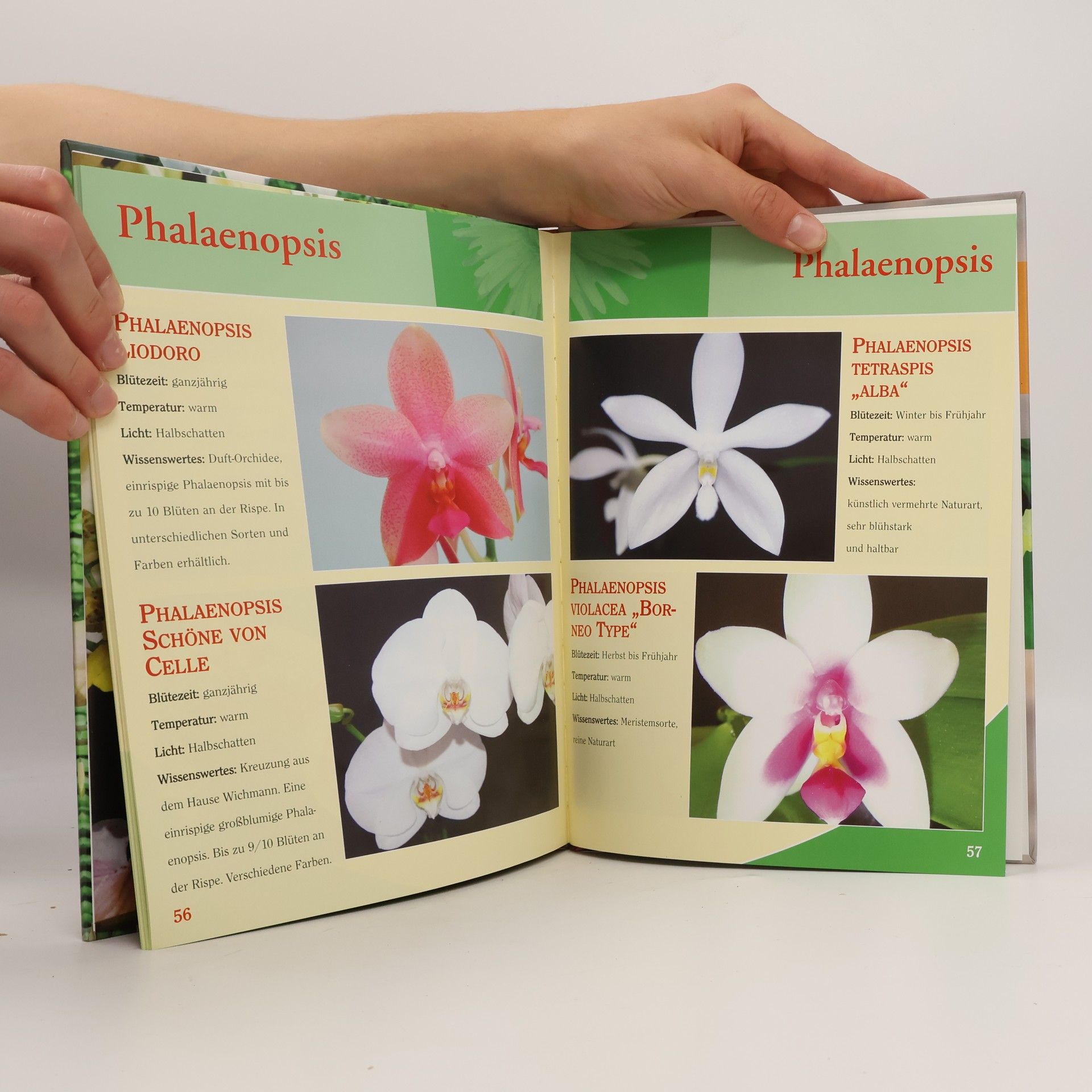 Autorenkollektiv Orchideen