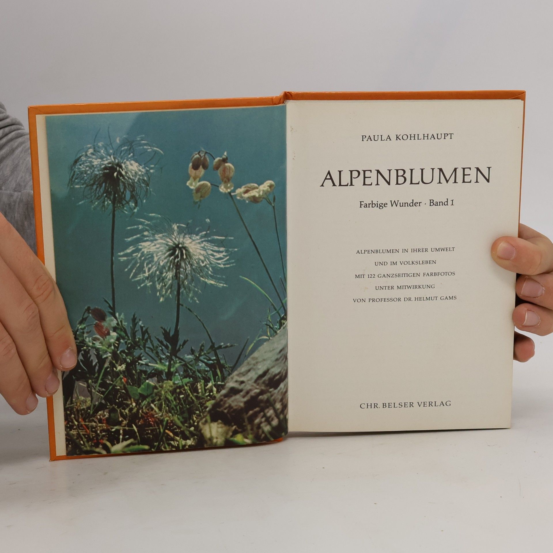 Paula Kohlhaupt Alpenblumen