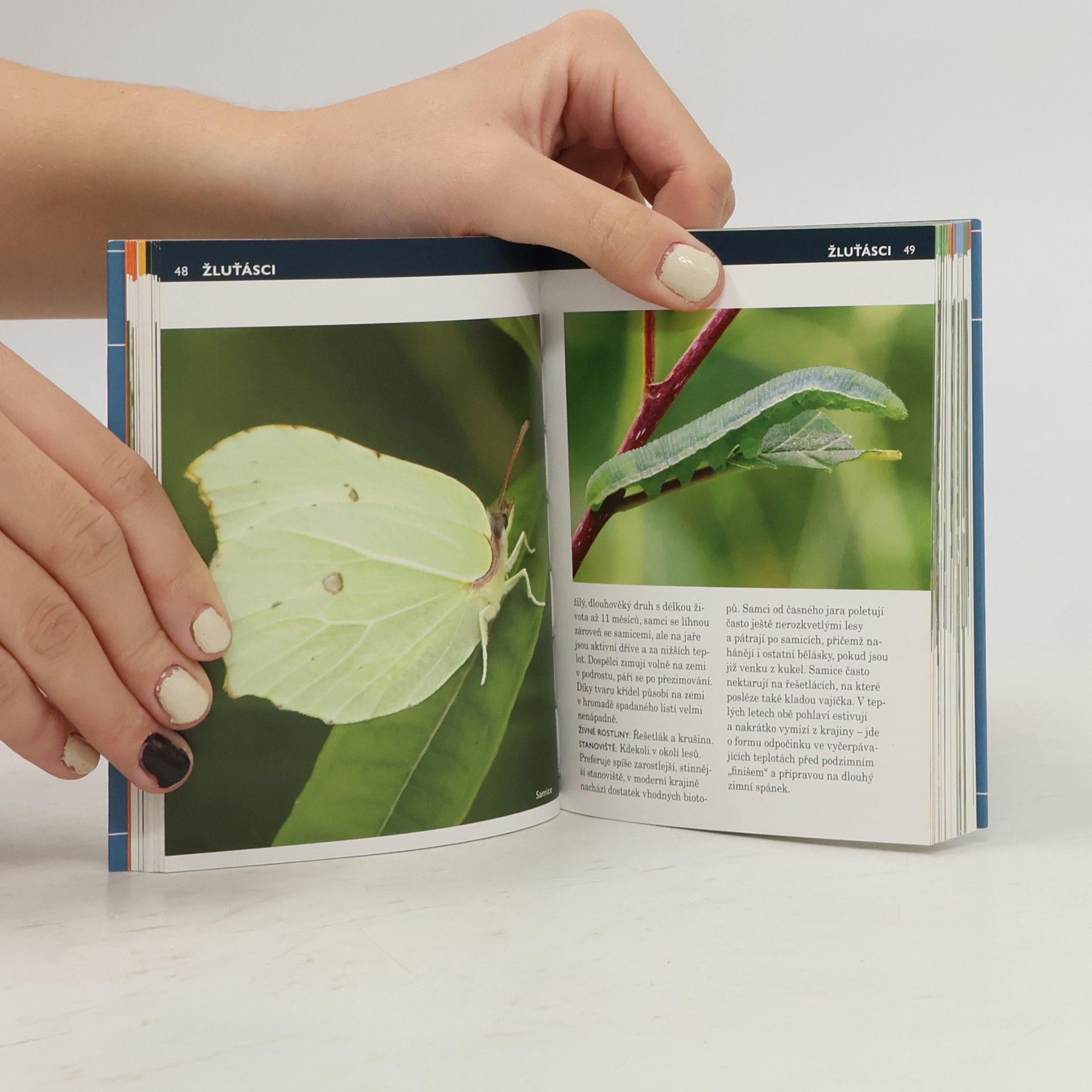 Various authors Motýli miniatlas