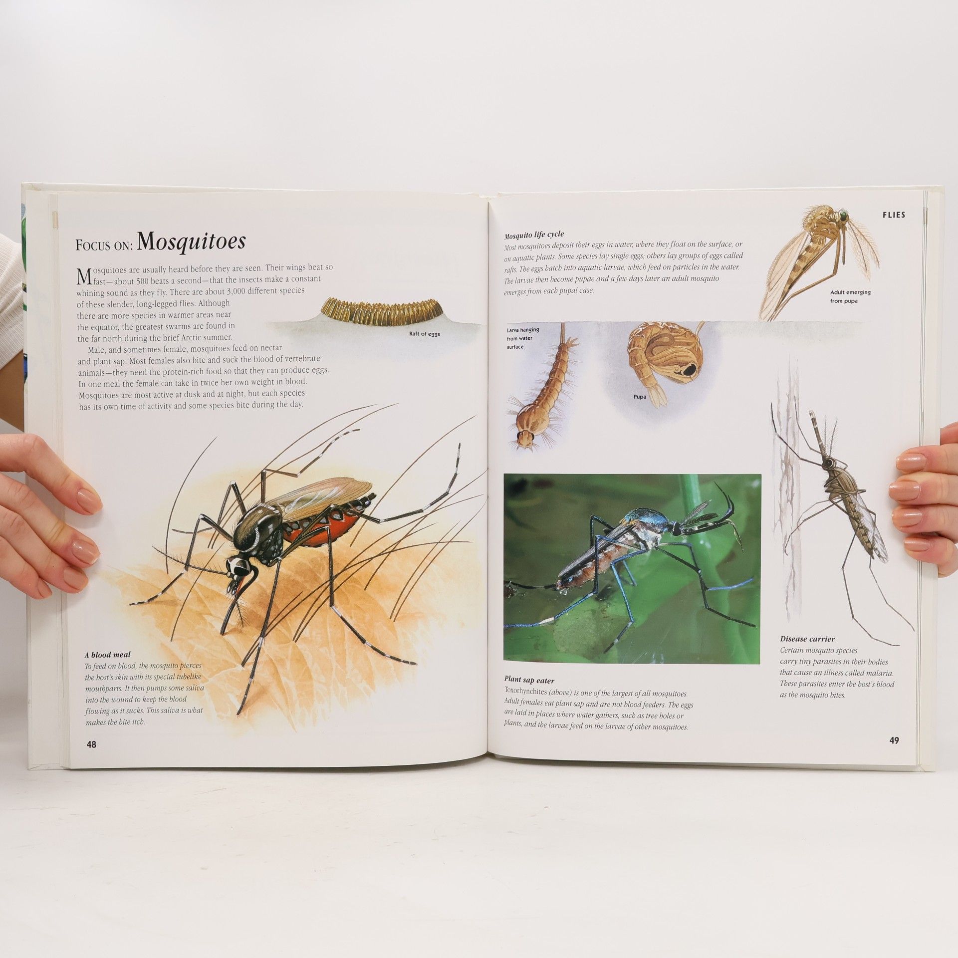 Jinny Johnson Simon & Schuster Children's Guide to Insects and Spiders