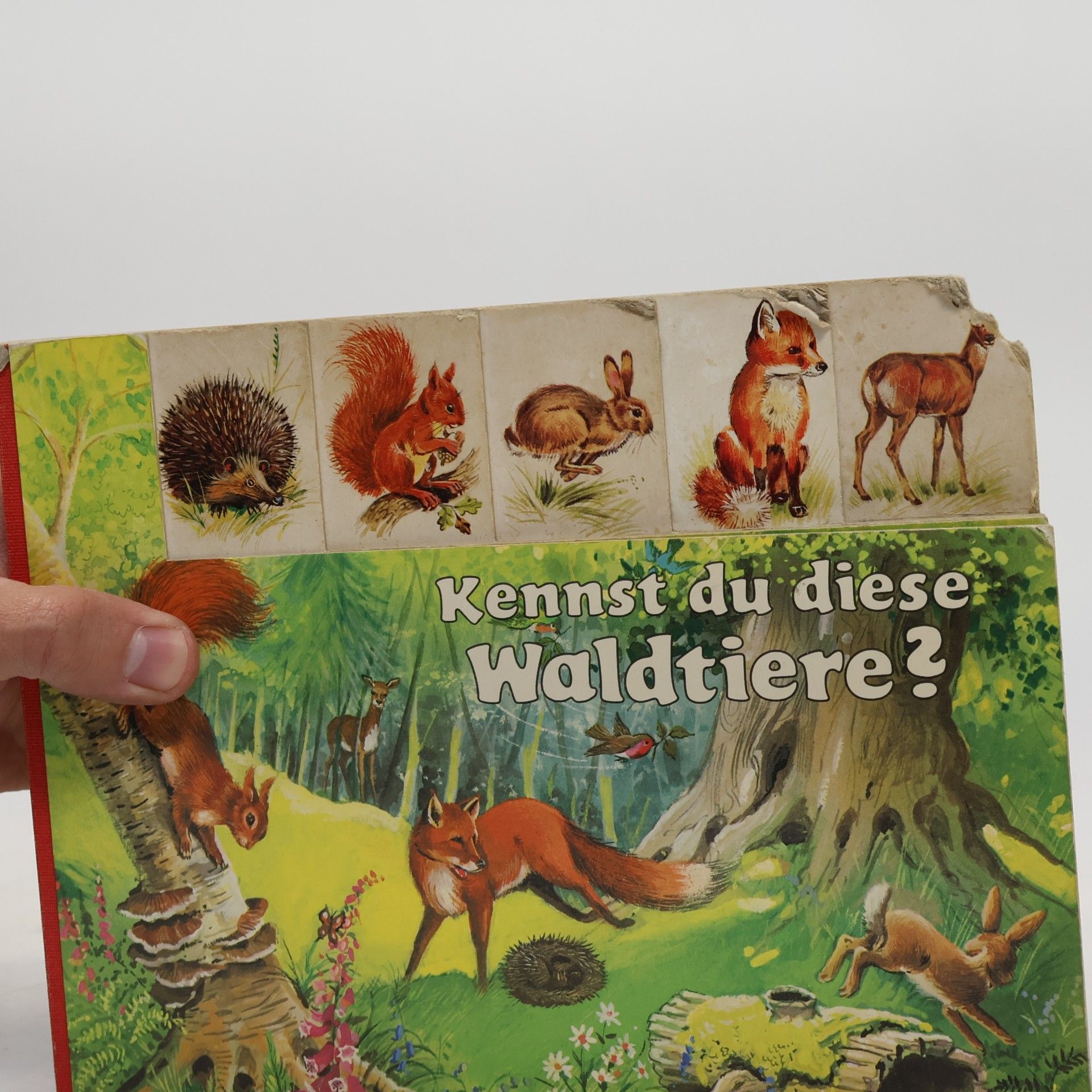 Ray Cresswell Kennst du diese Waldtiere?