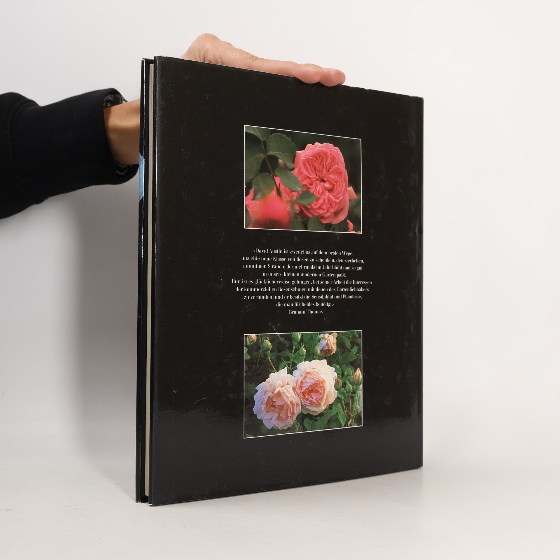David Austin Englische Rosen