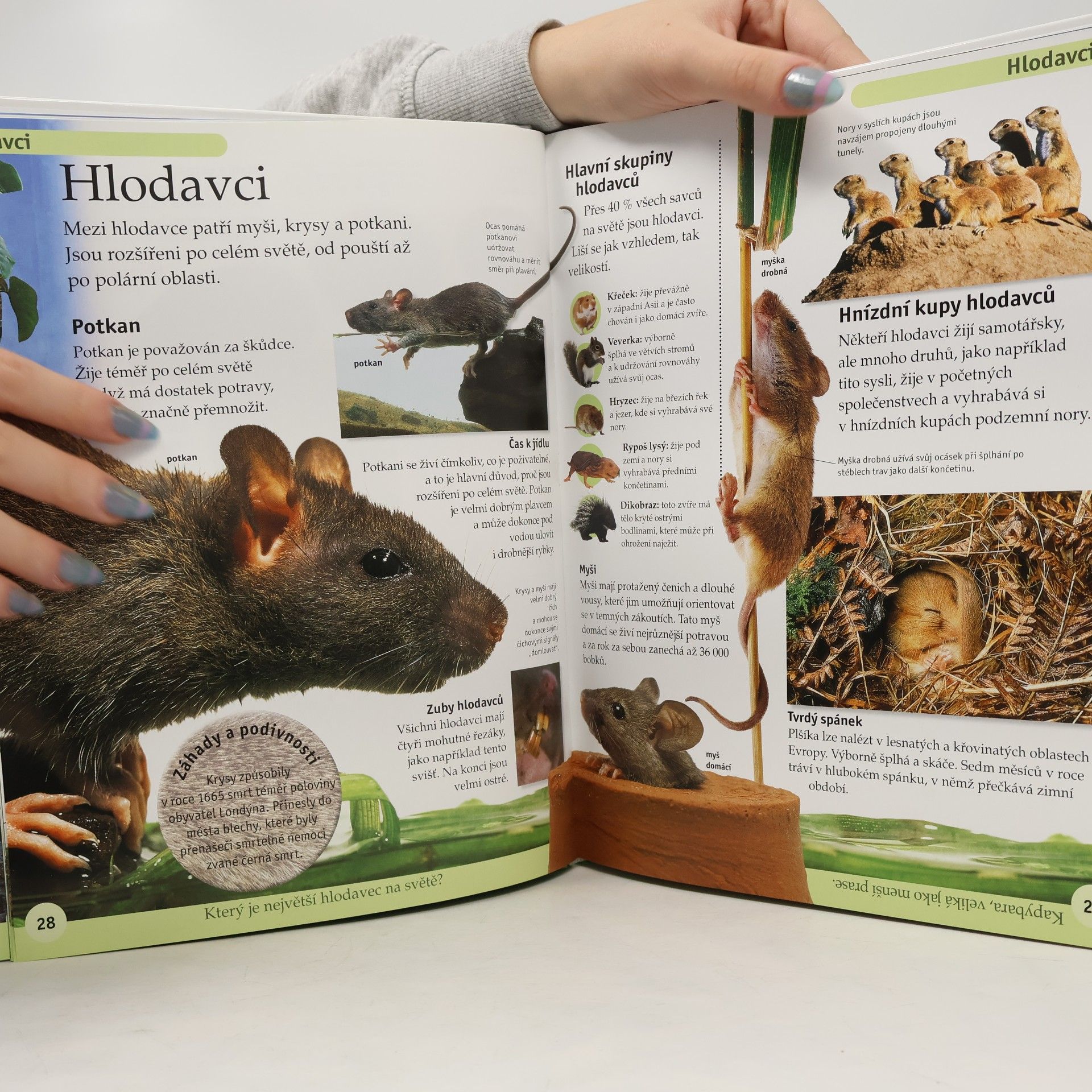 Kolektiv autorů První encyklopedie zvířat