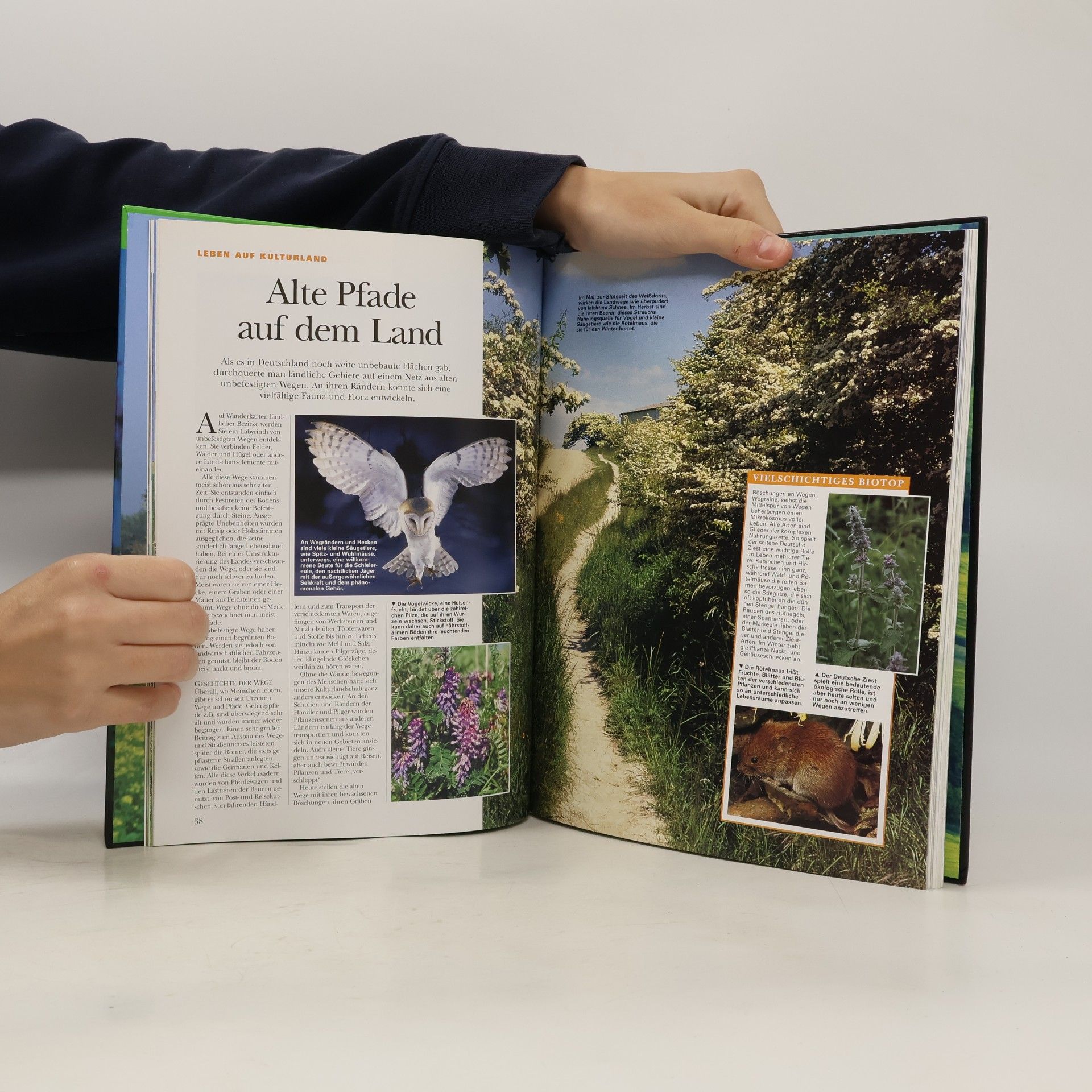 Regine Watscheid Natur in Deutschland 5. Das Leben in Feld & Wiese