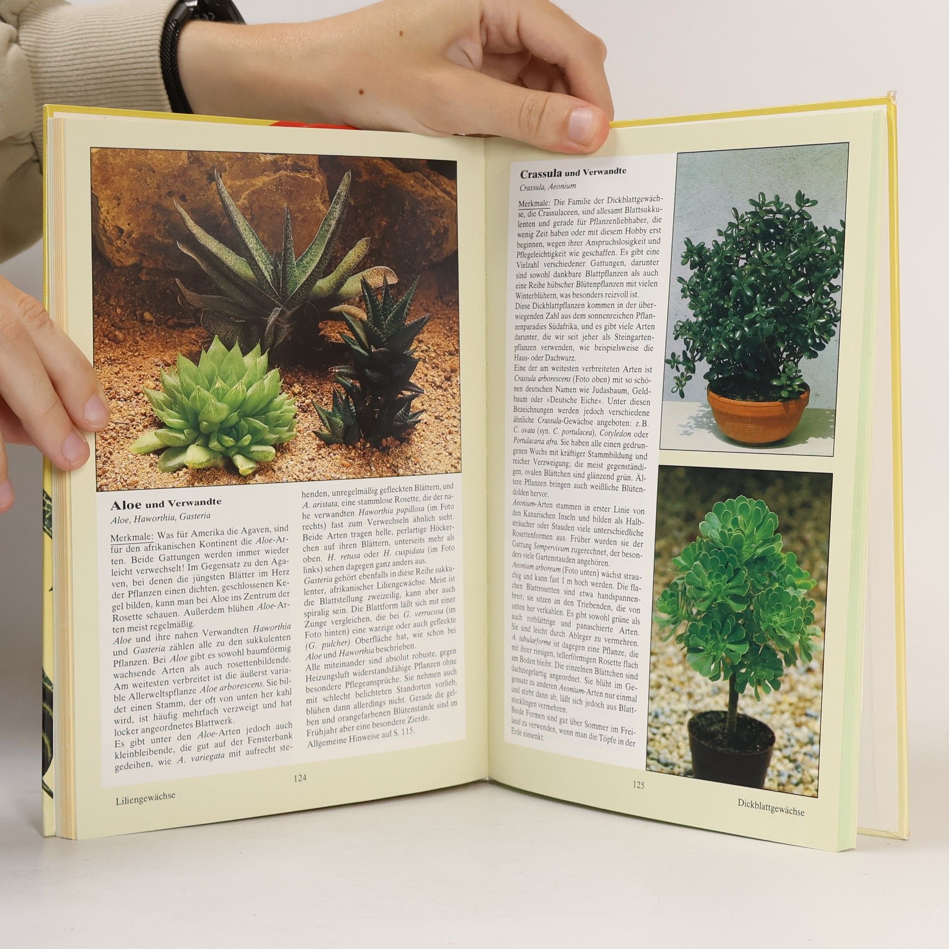 Herta Simon Das neue BLV-Zimmerpflanzenbuch