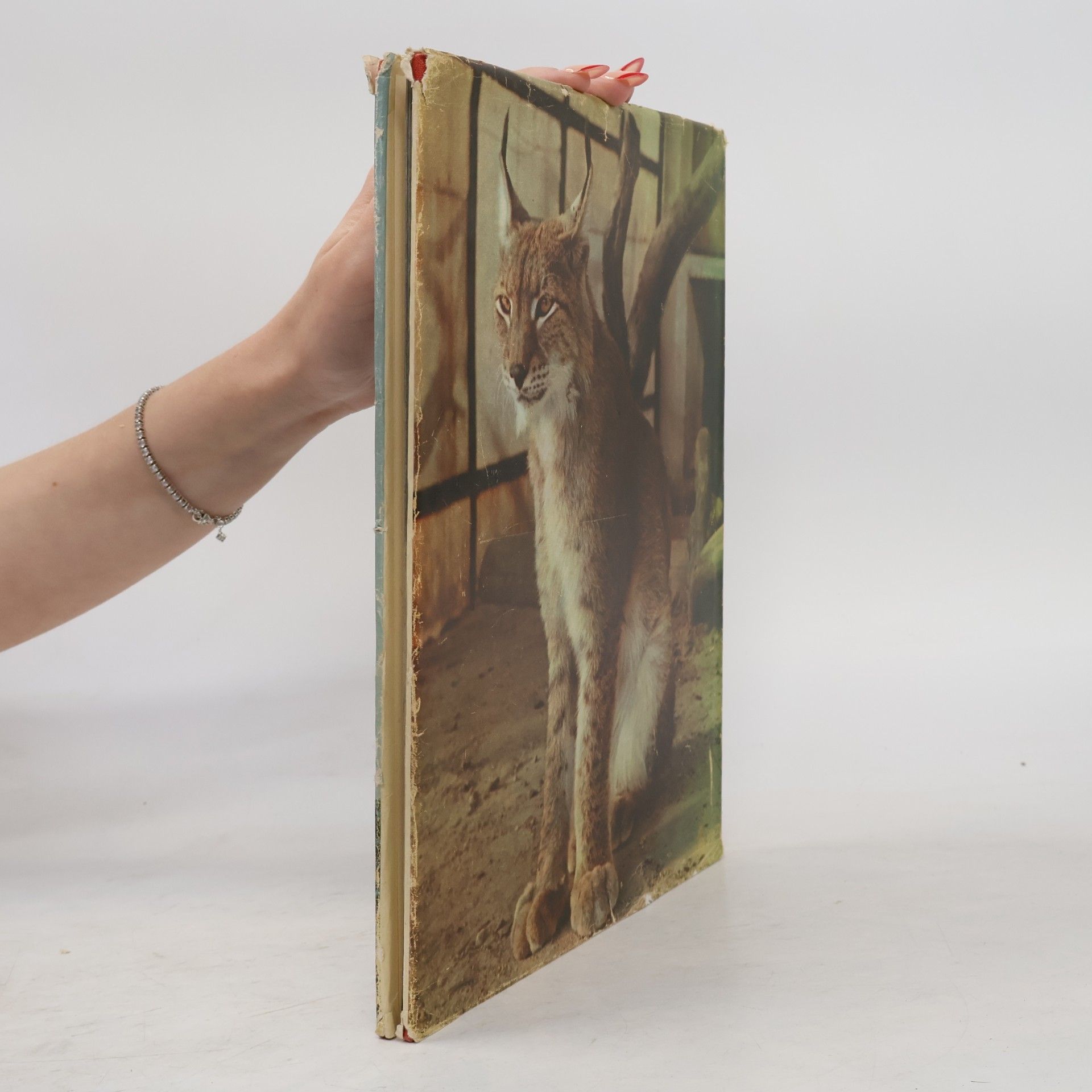 Autorenkollektiv Tiere der Wildnis