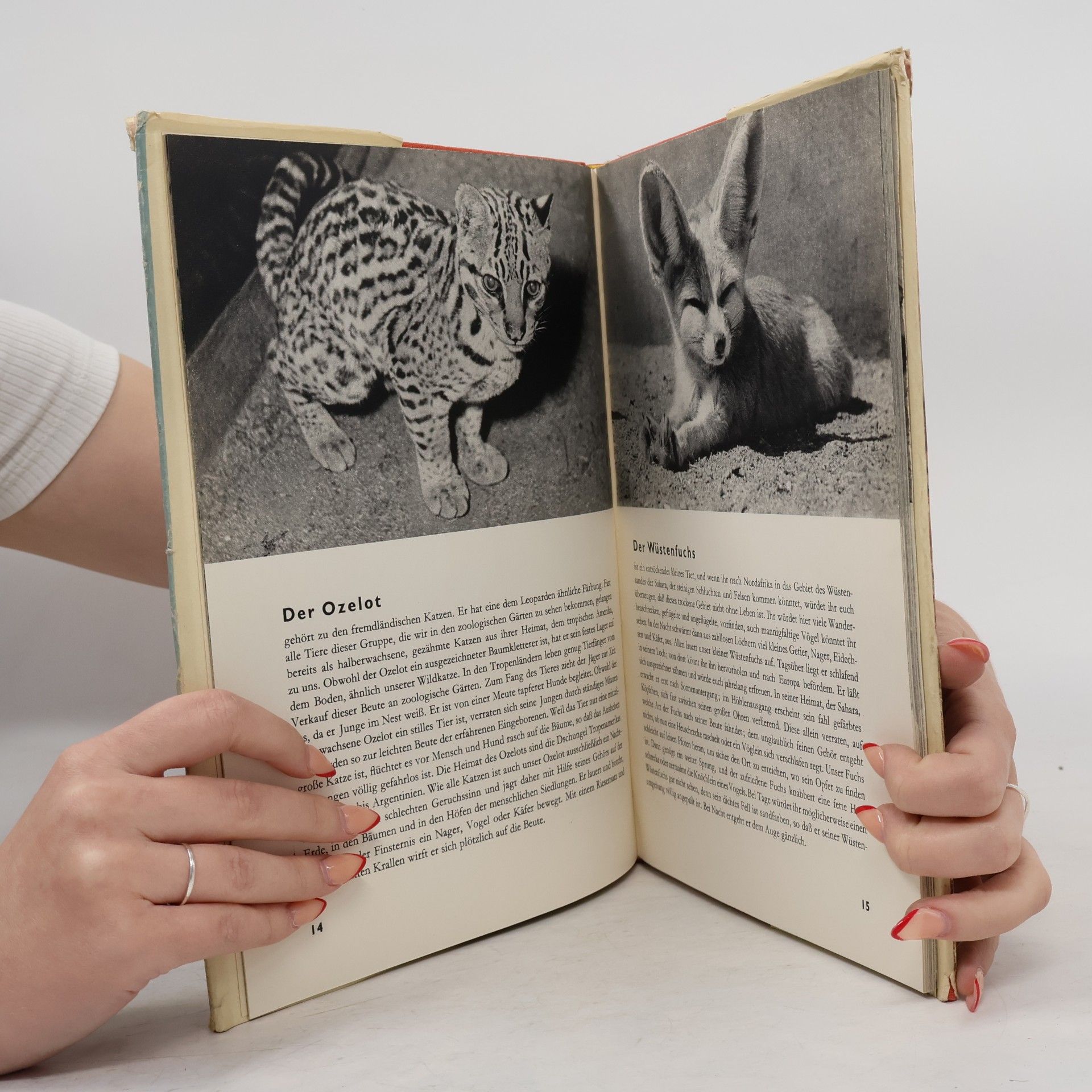 Autorenkollektiv Tiere der Wildnis