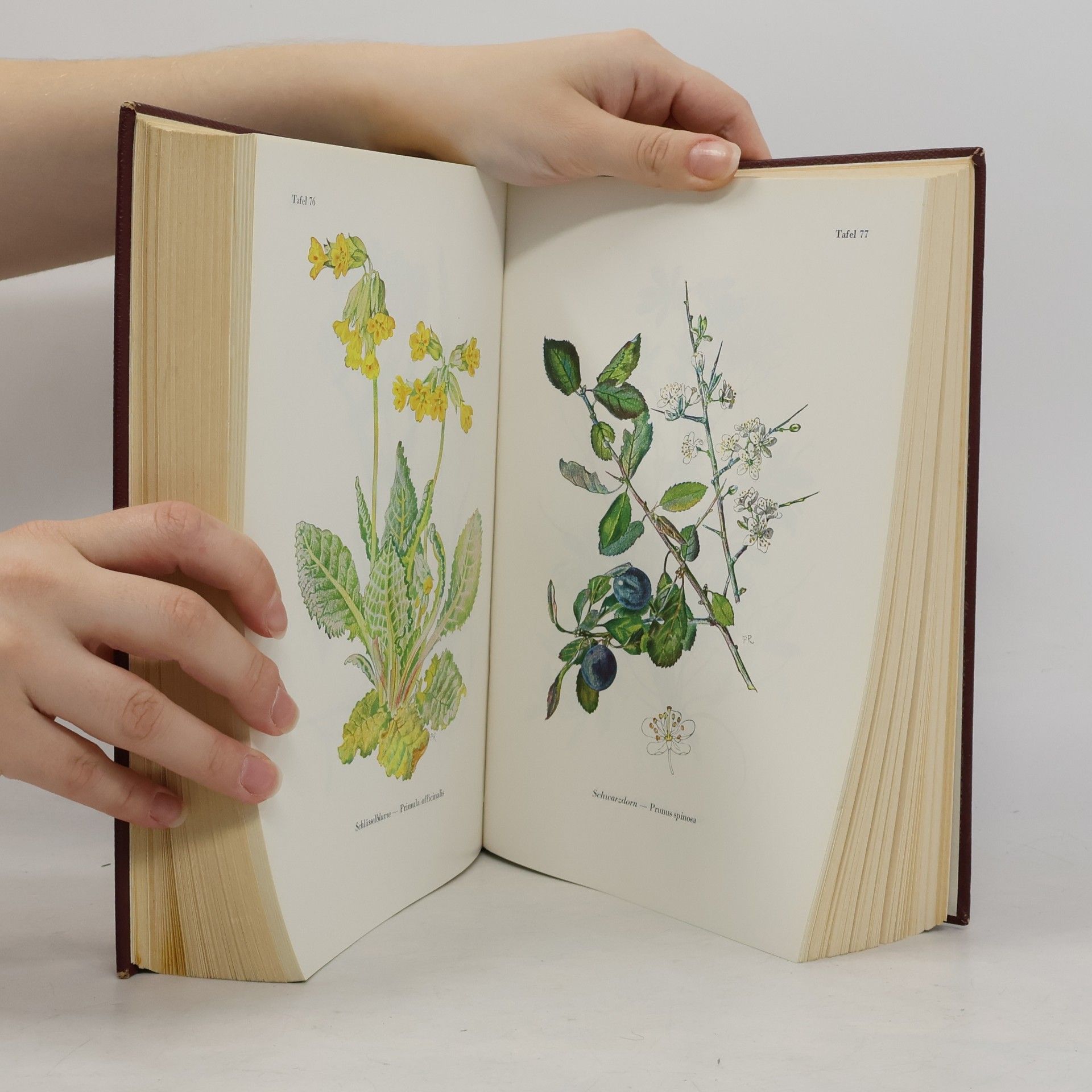 Johann Künzle Das große Kräuter-Heilbuch