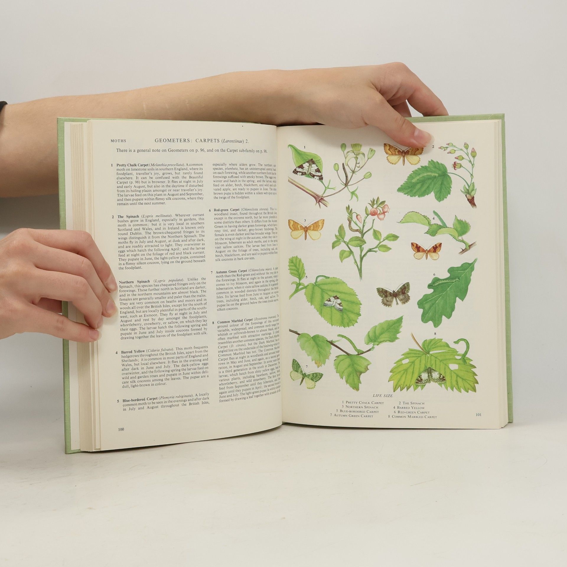 John Burton The Illustrated Book of Insects