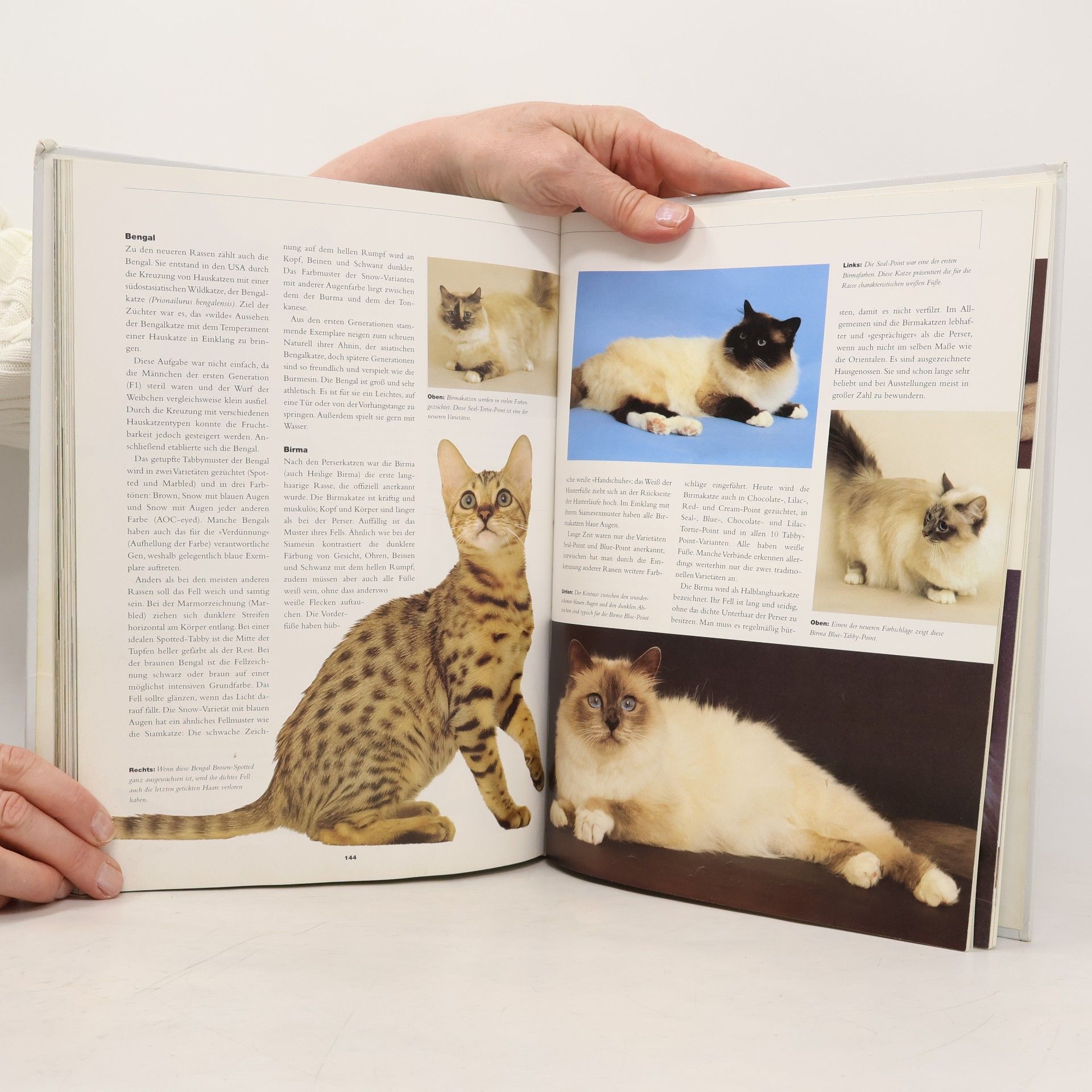 Claire Bessant Knaurs Katzenbuch