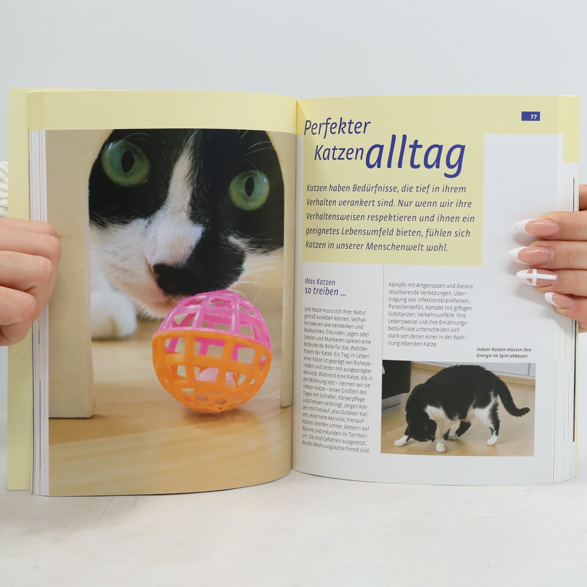 Denise Seidl Katzen richtig halten und Probleme lösen