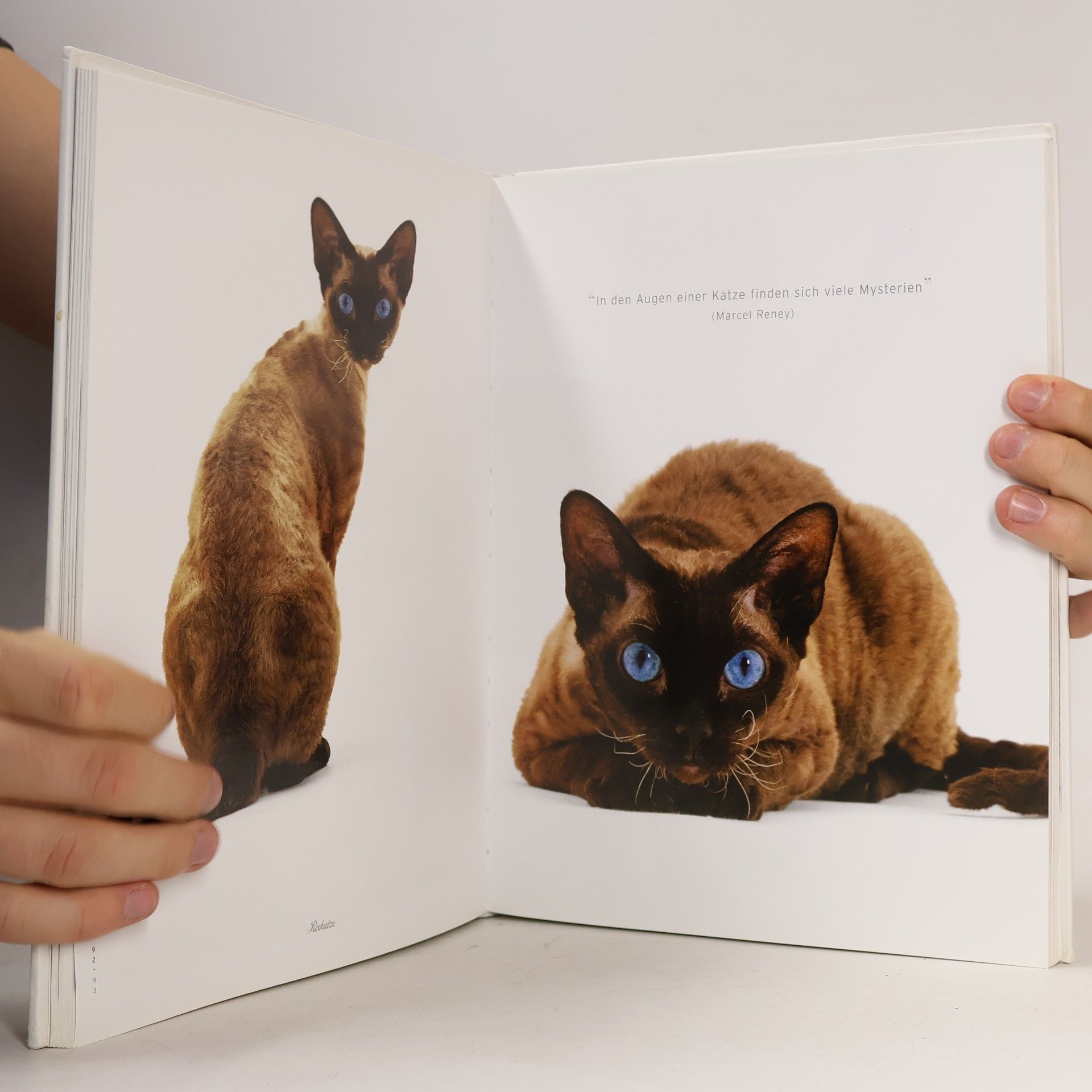 Jane Burton Katzen, katzen, katzen