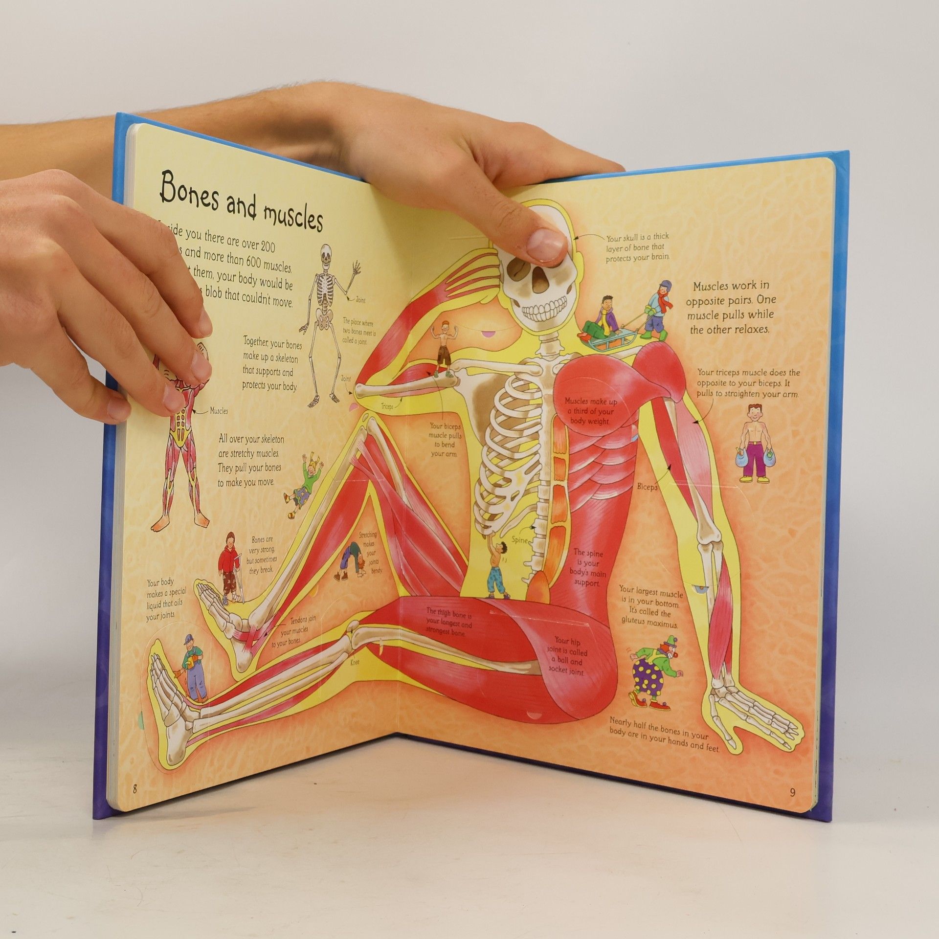 Katie Daynes See inside your body : with over 50 flaps to lift