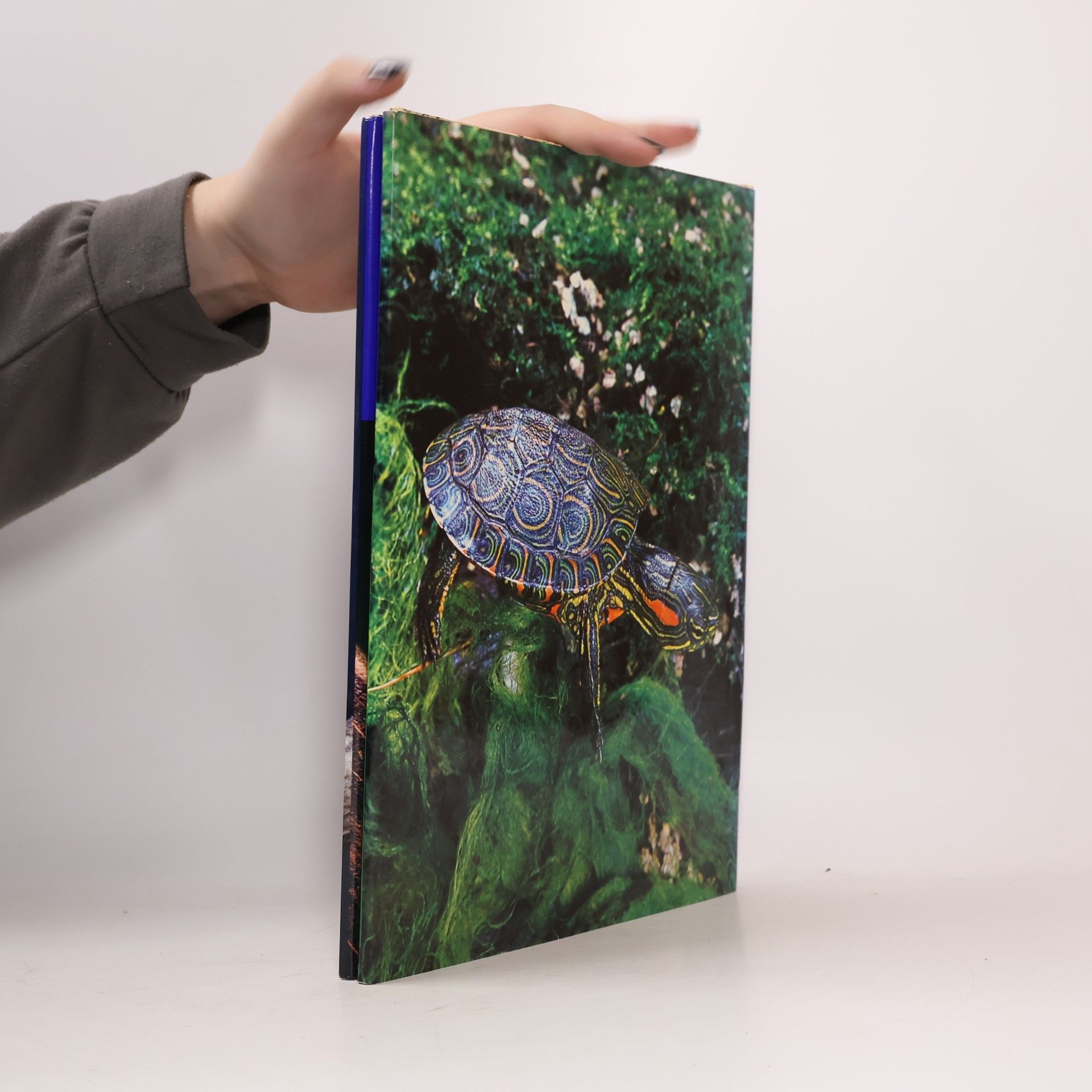 Laurence Perkins Welt in Farbe. Amphibien und Reptilien
