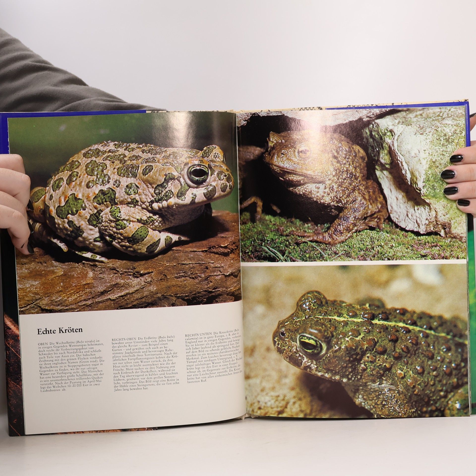 Laurence Perkins Welt in Farbe. Amphibien und Reptilien