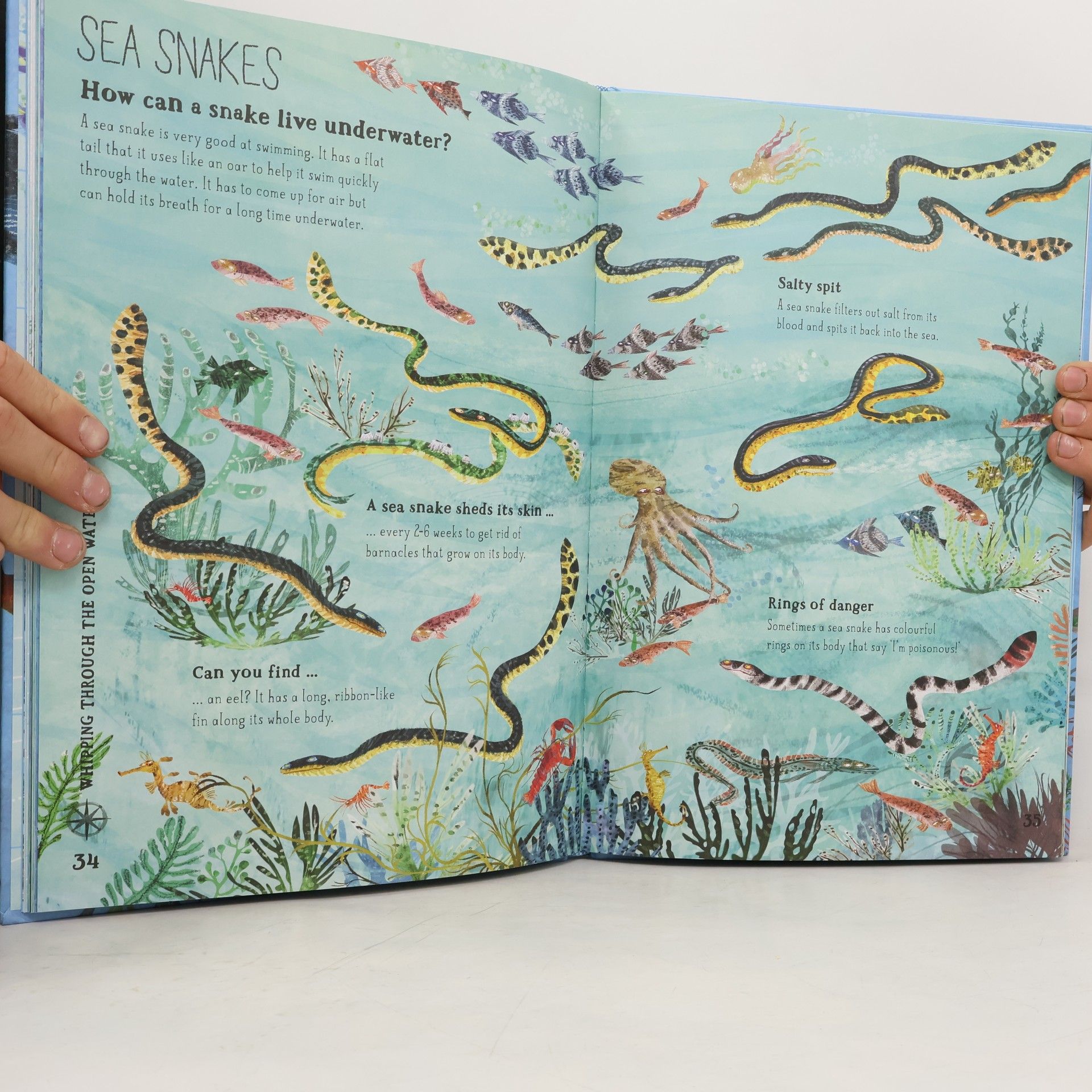 Yuval Zommer The Big Book of the Blue
