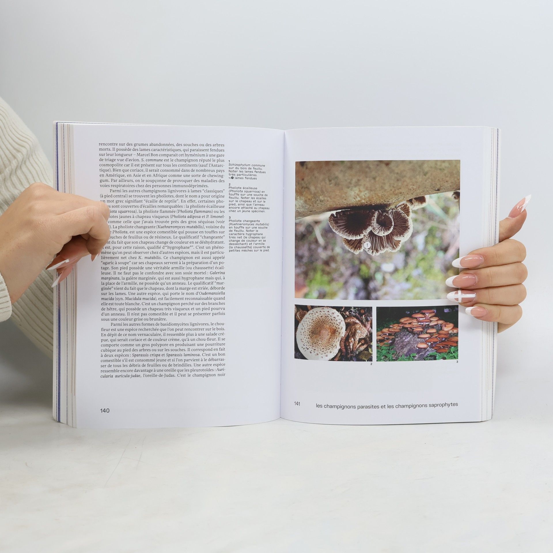 Hubert Voiry Pas de forêt sans champignons