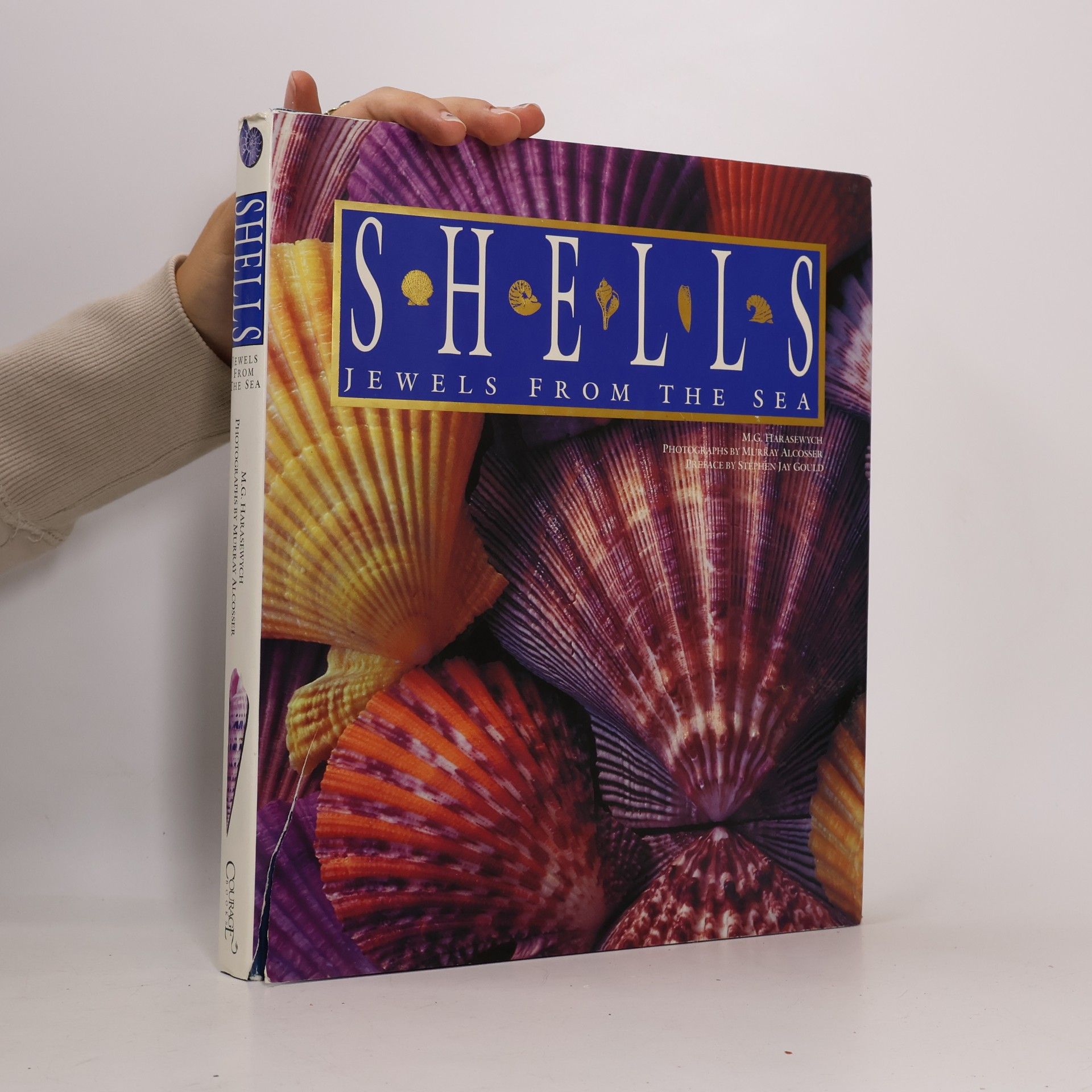 Murray Alcosser Shells