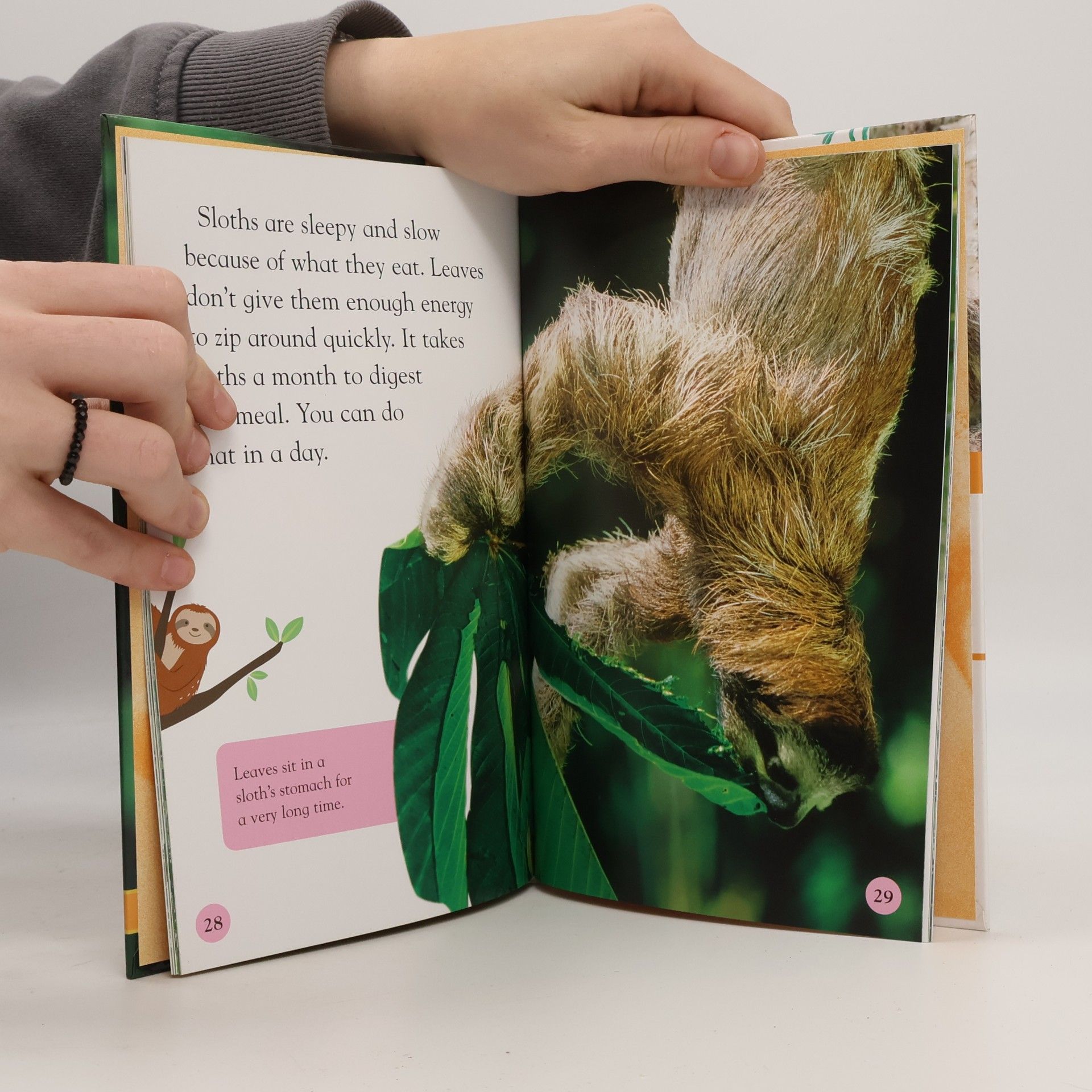 Laura Buller Sloths