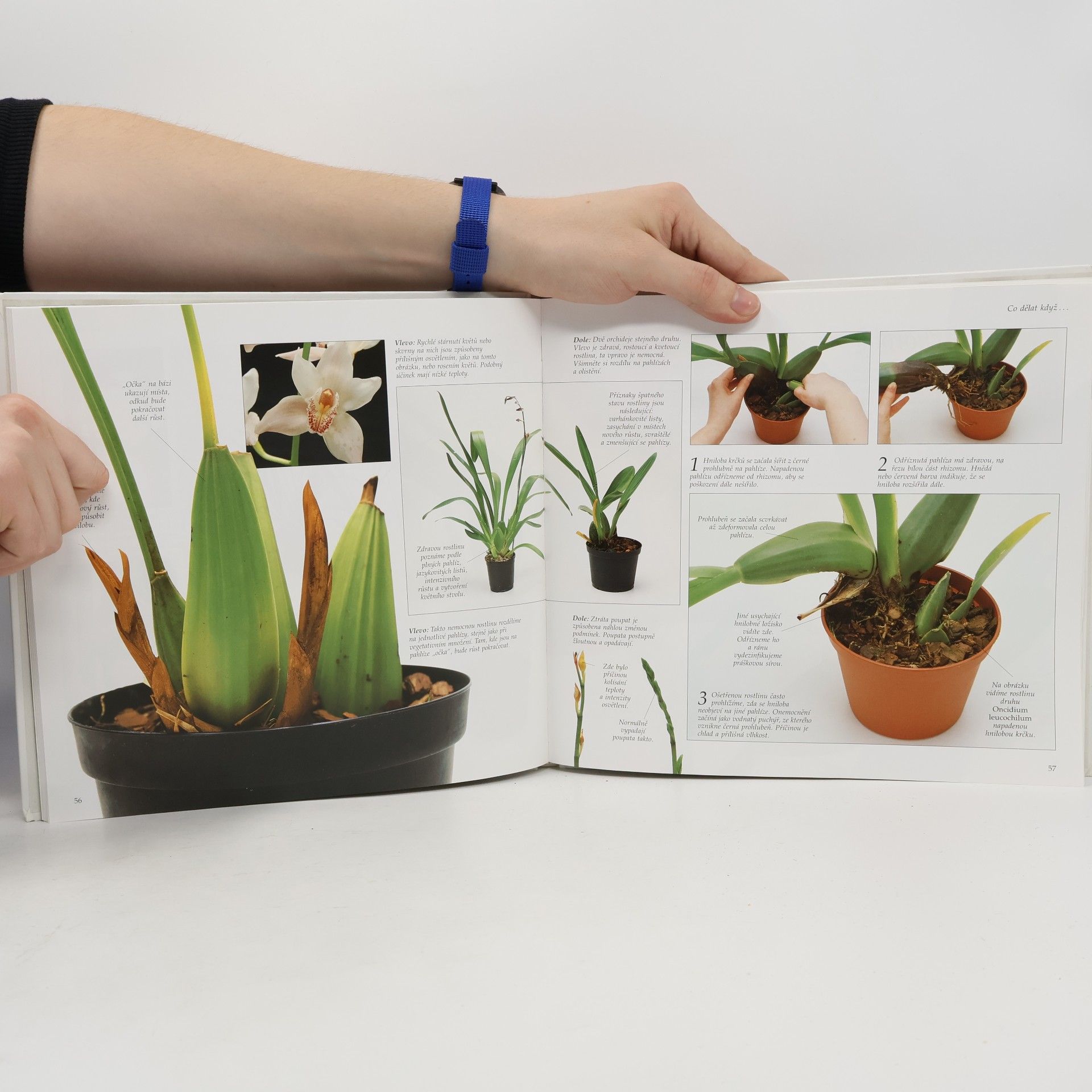 Collectif d'auteurs Pěstování aranžování: Orchideje