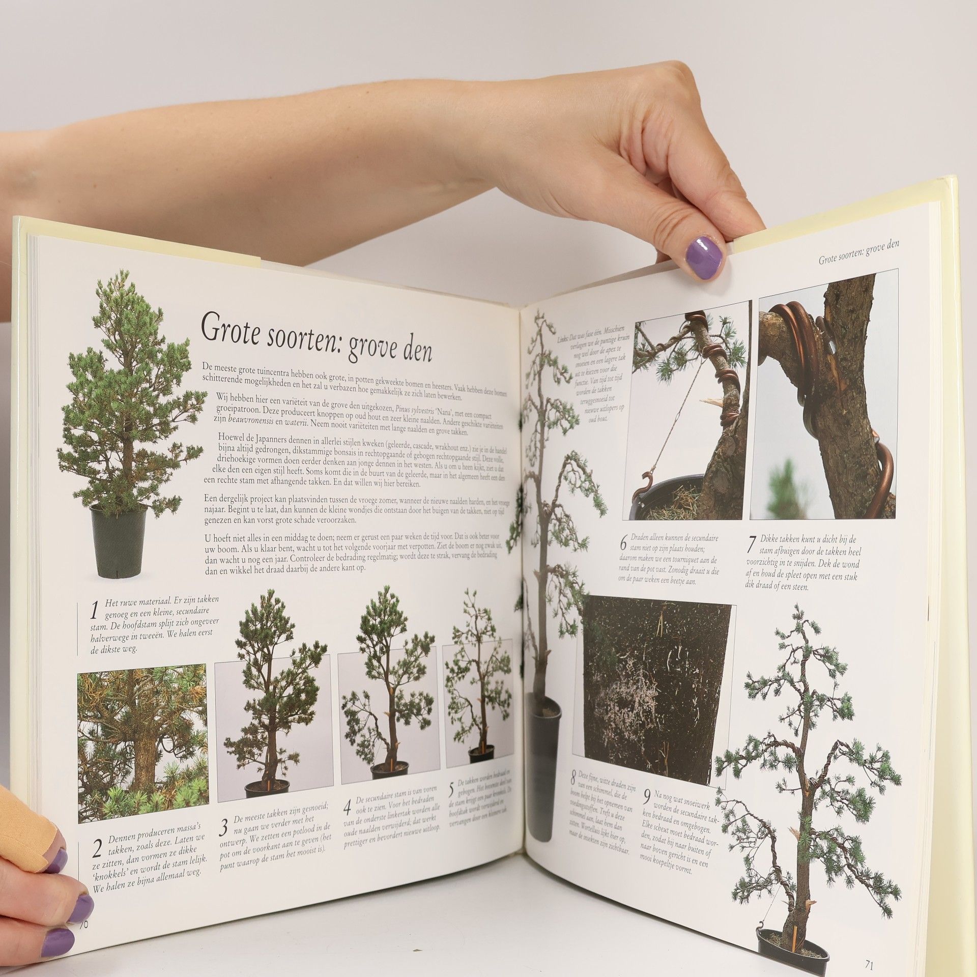 Colin Lewis Beeldgids voor Bonsai-bomen