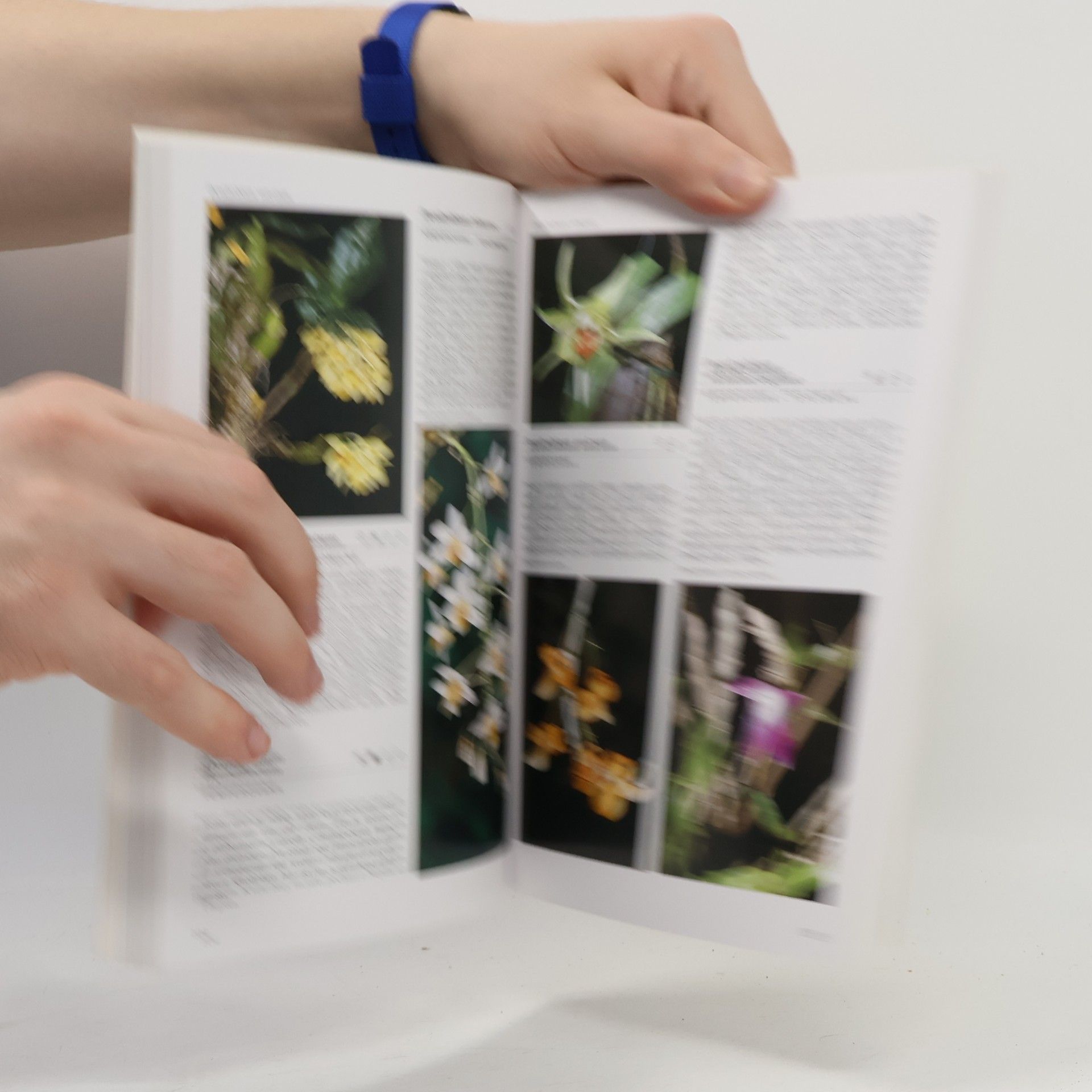 Zdeněk Ježek Orchideje od A do Z