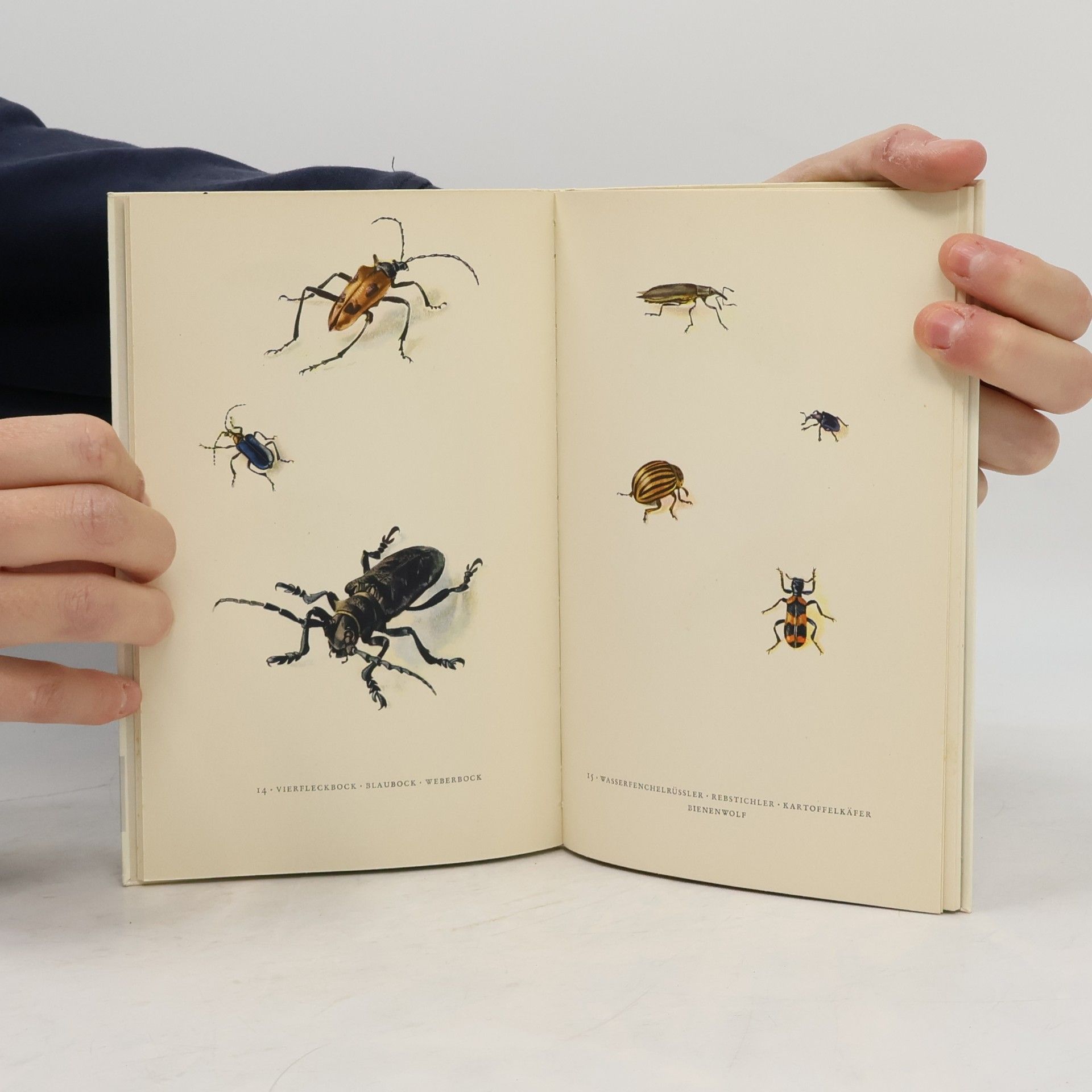 Collectif d'auteurs Das kleine Insektenbuch