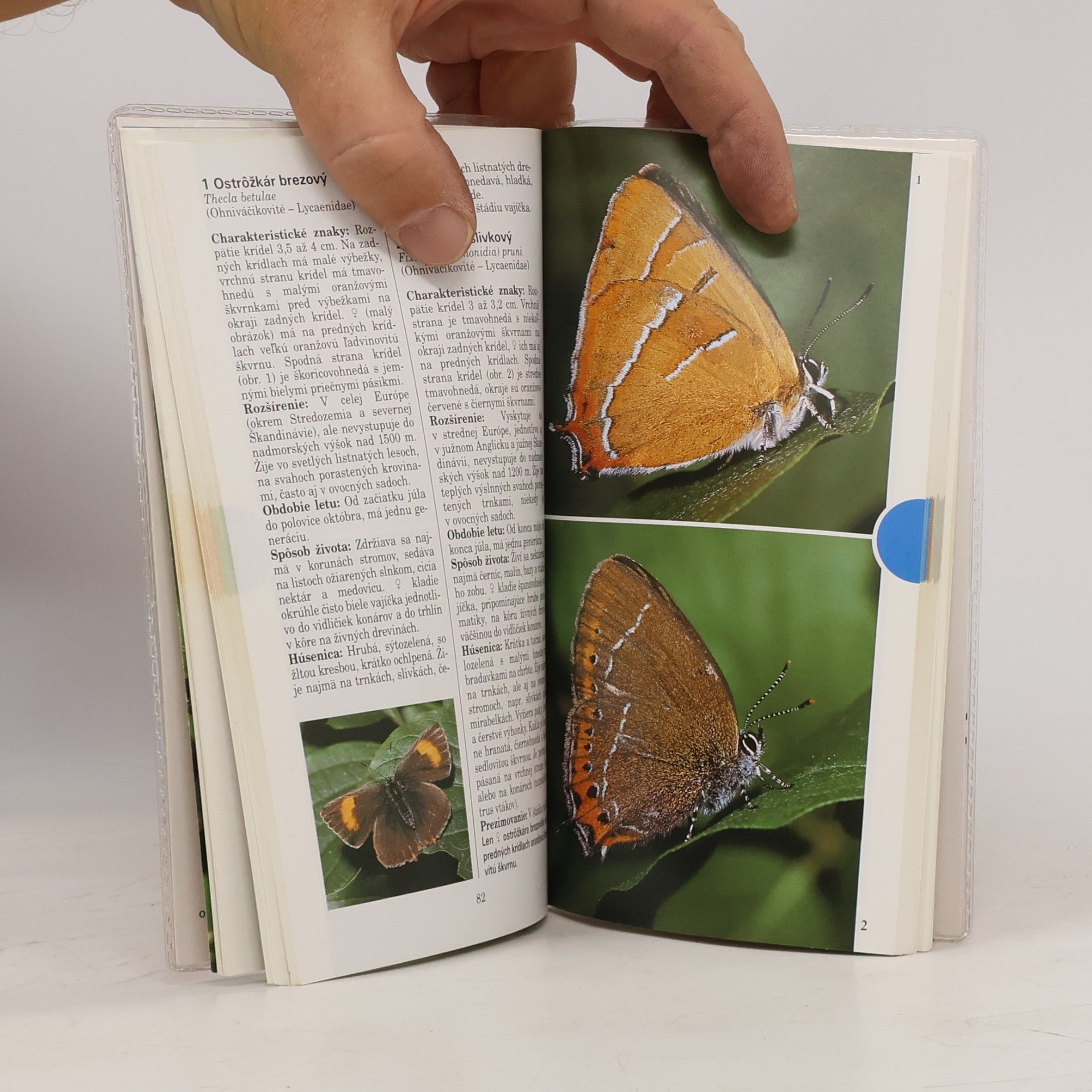 Helga Hofmann Denné a nočné motýle. Vreckový atlas