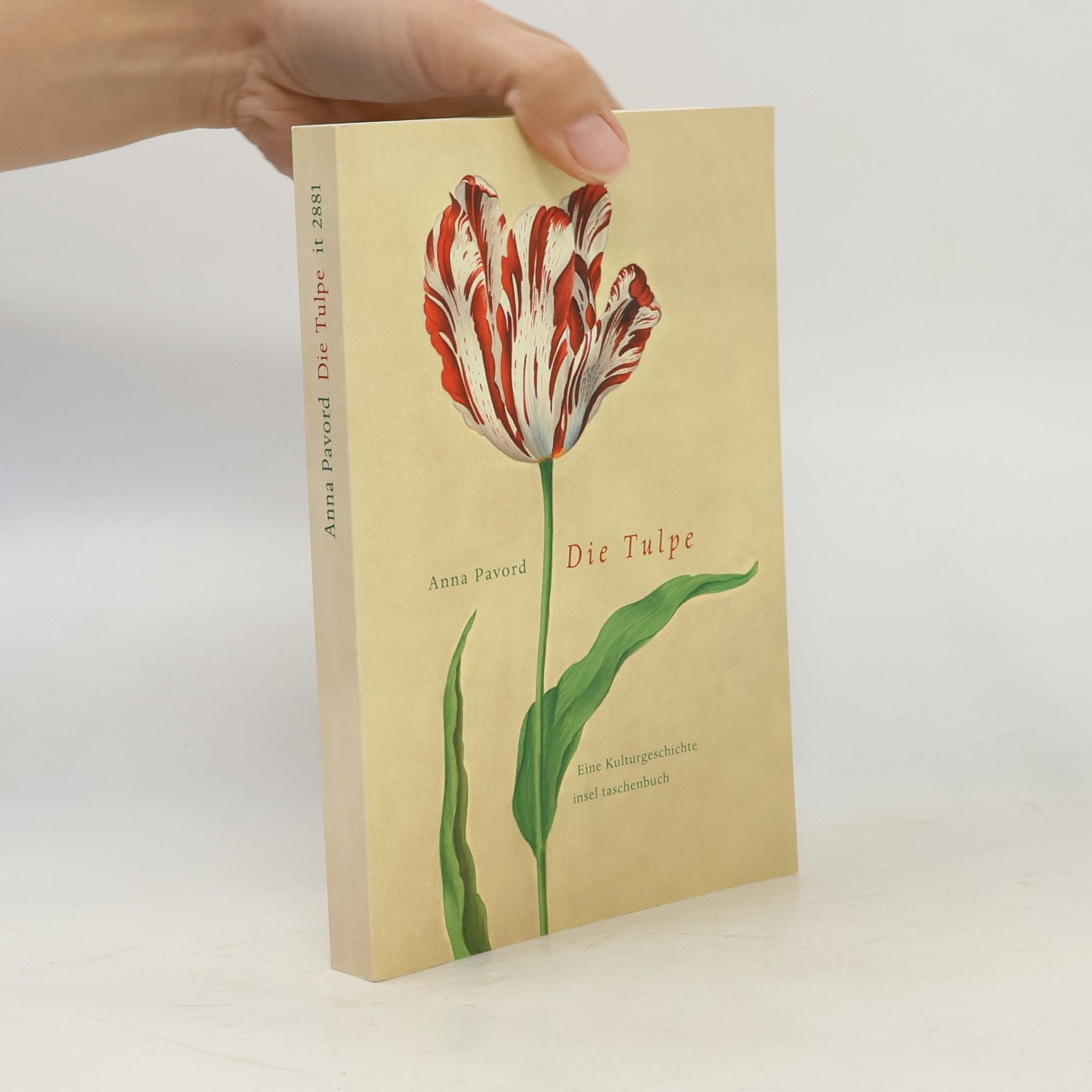 Die Tulpe