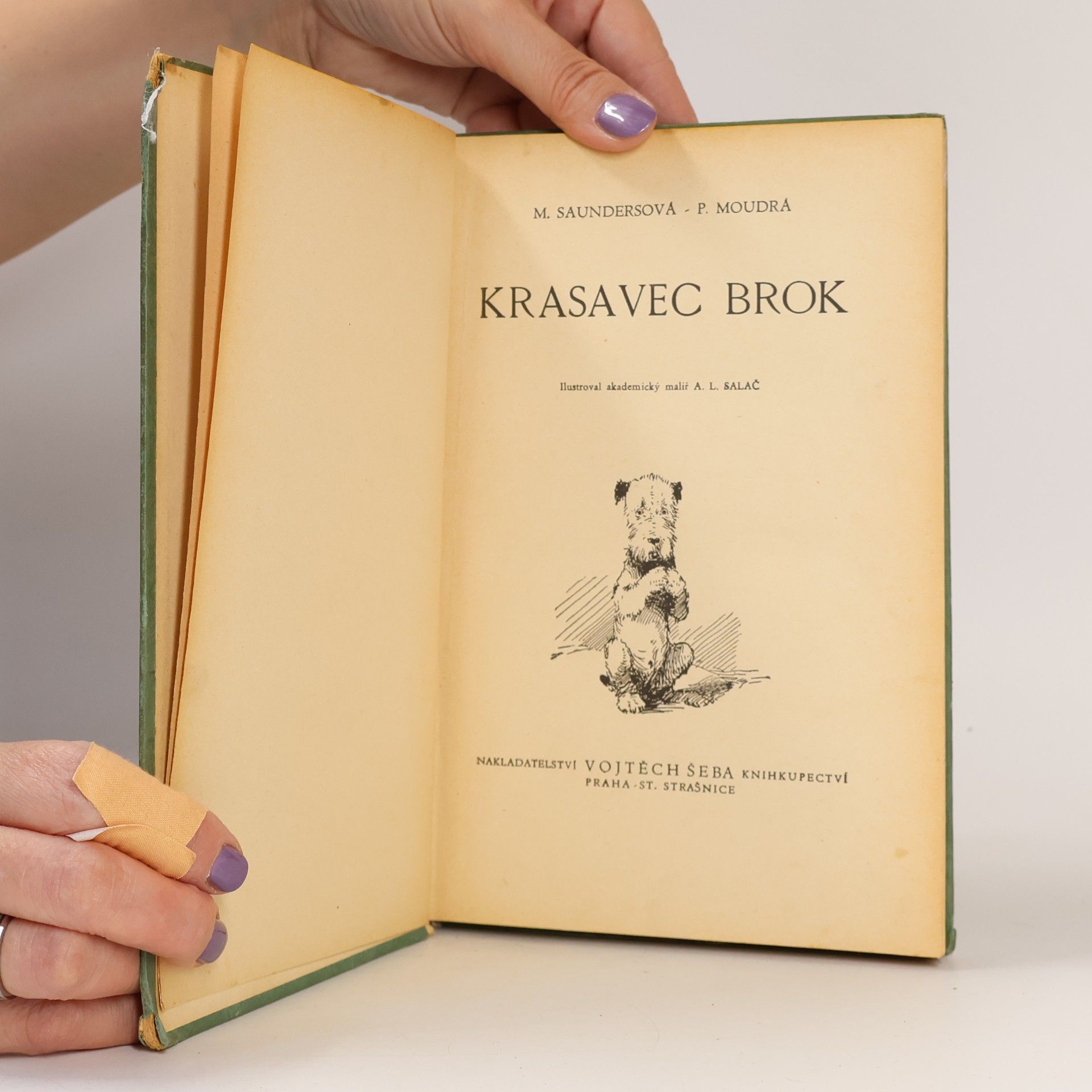 Marschal Saundersova Krasavec Brok