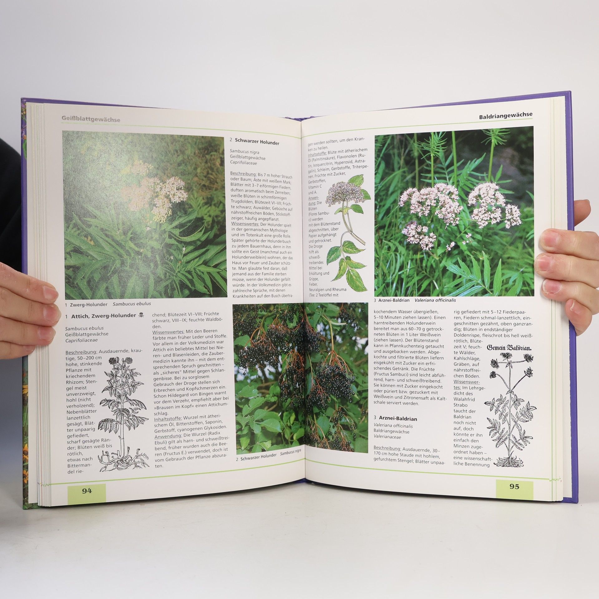 Wolfgang Hensel Das grosse Kräuterbuch