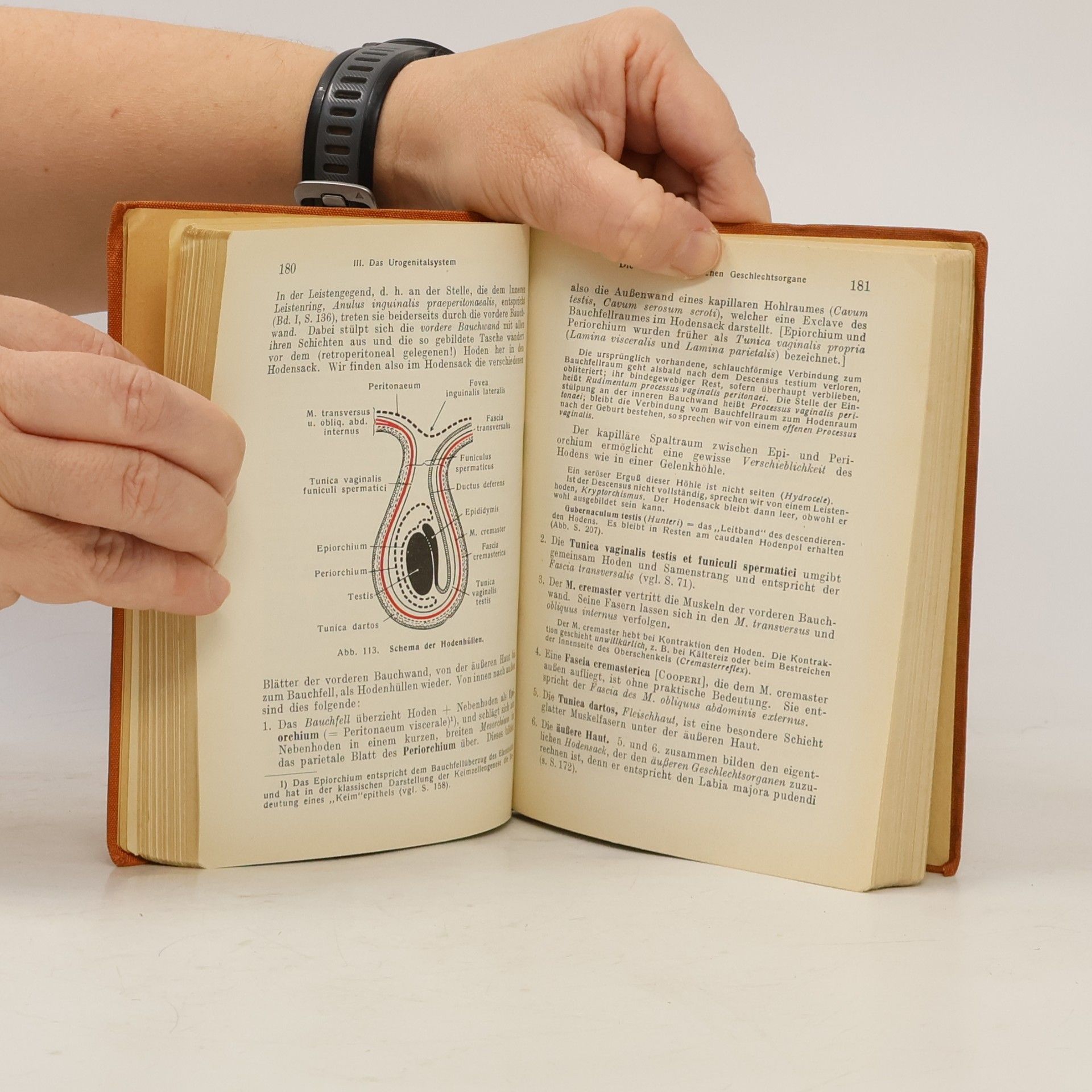 Hermann Voss Taschenbuch der Anatomie II