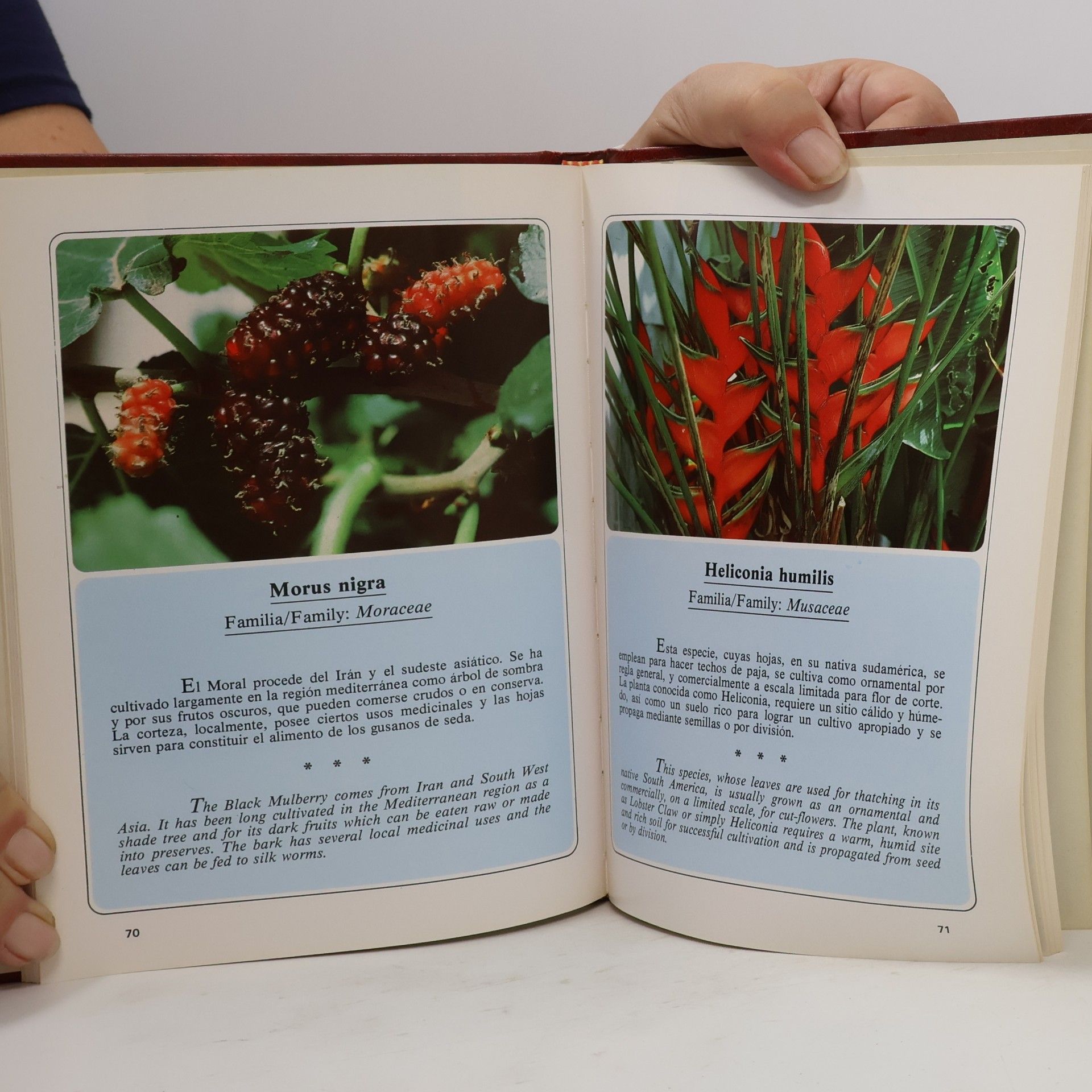 David Bramwell Jardines de Canarias - 3: Plantas útiles