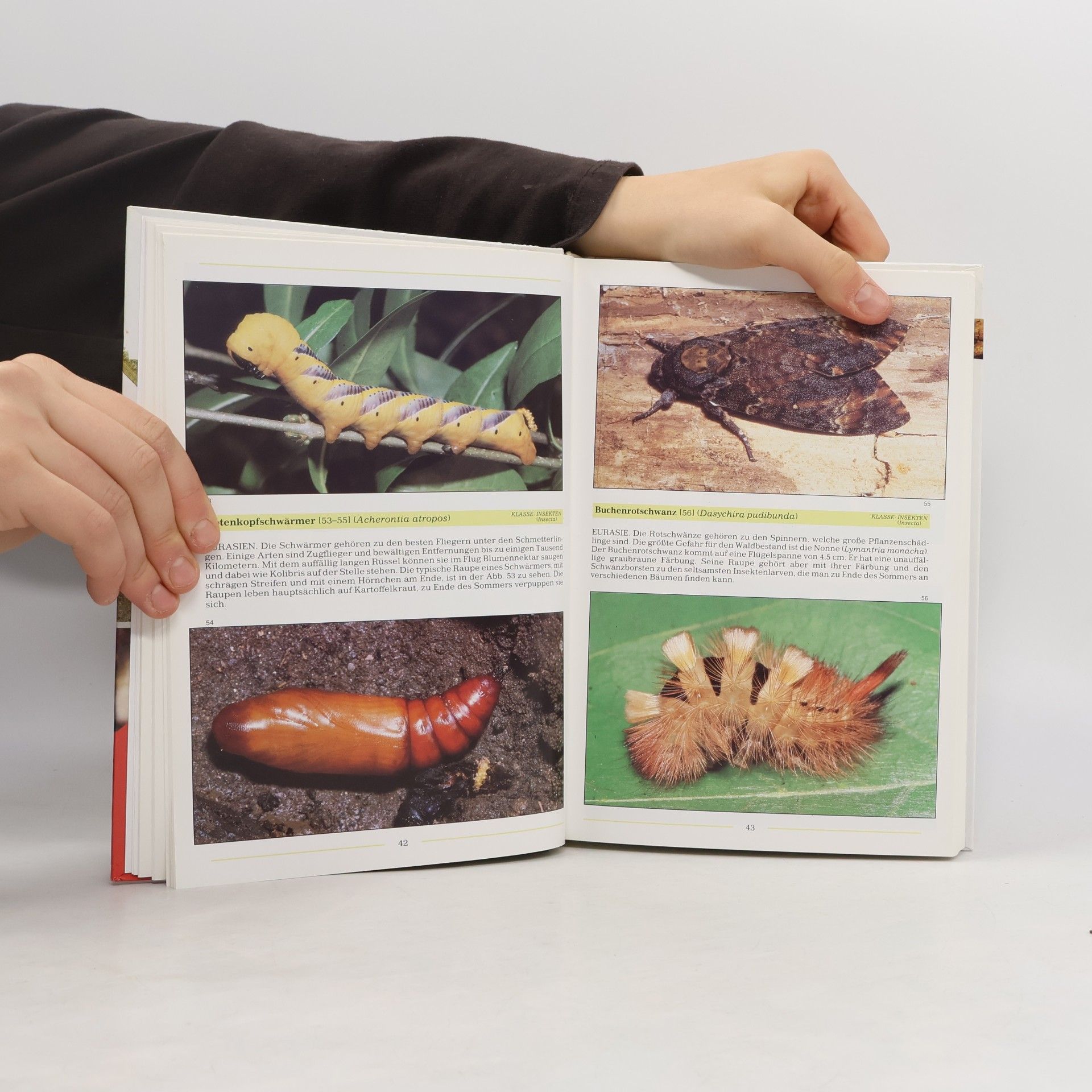 Zdeněk Veselovský Das große farbige Handbuch der Tiere
