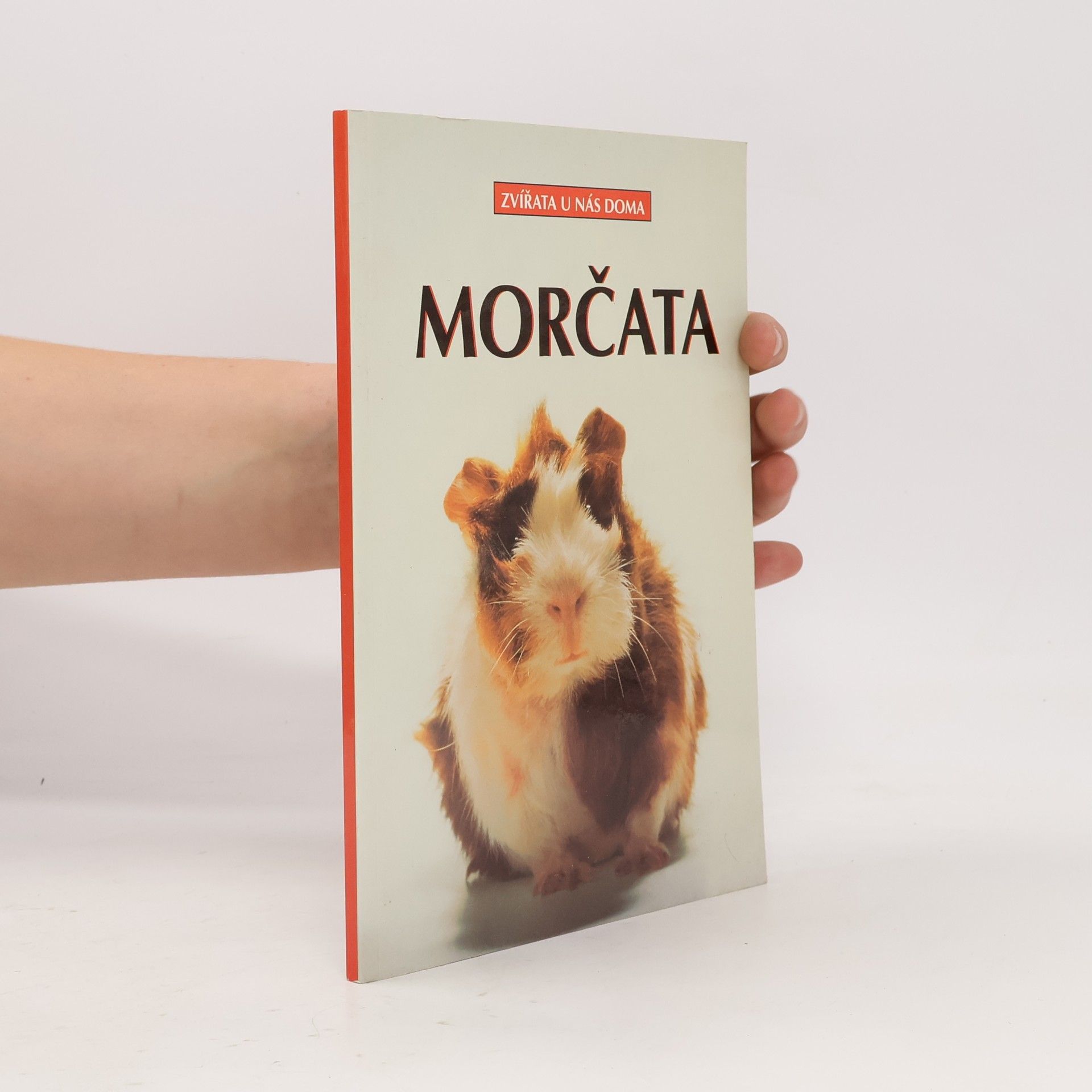 Morčata