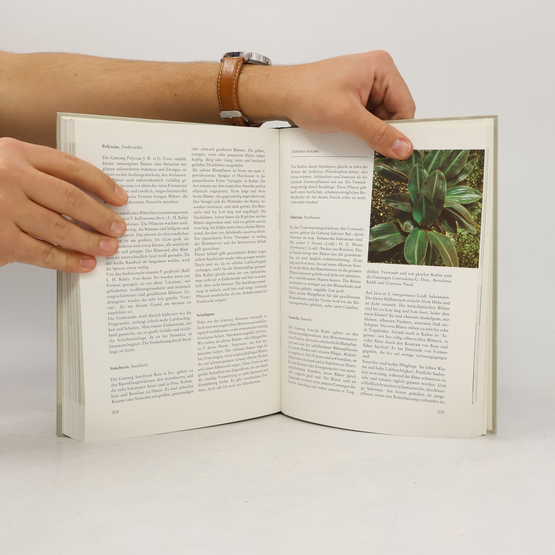 Kolektiv autorů Das große Buch der Zimmerpflanzen