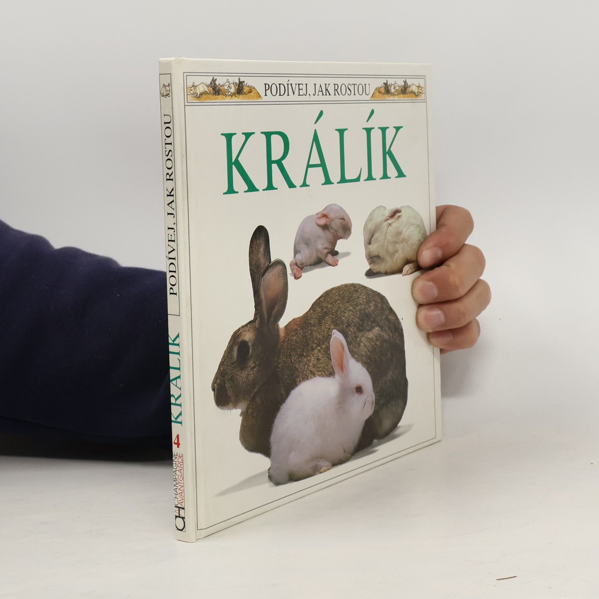 Králík