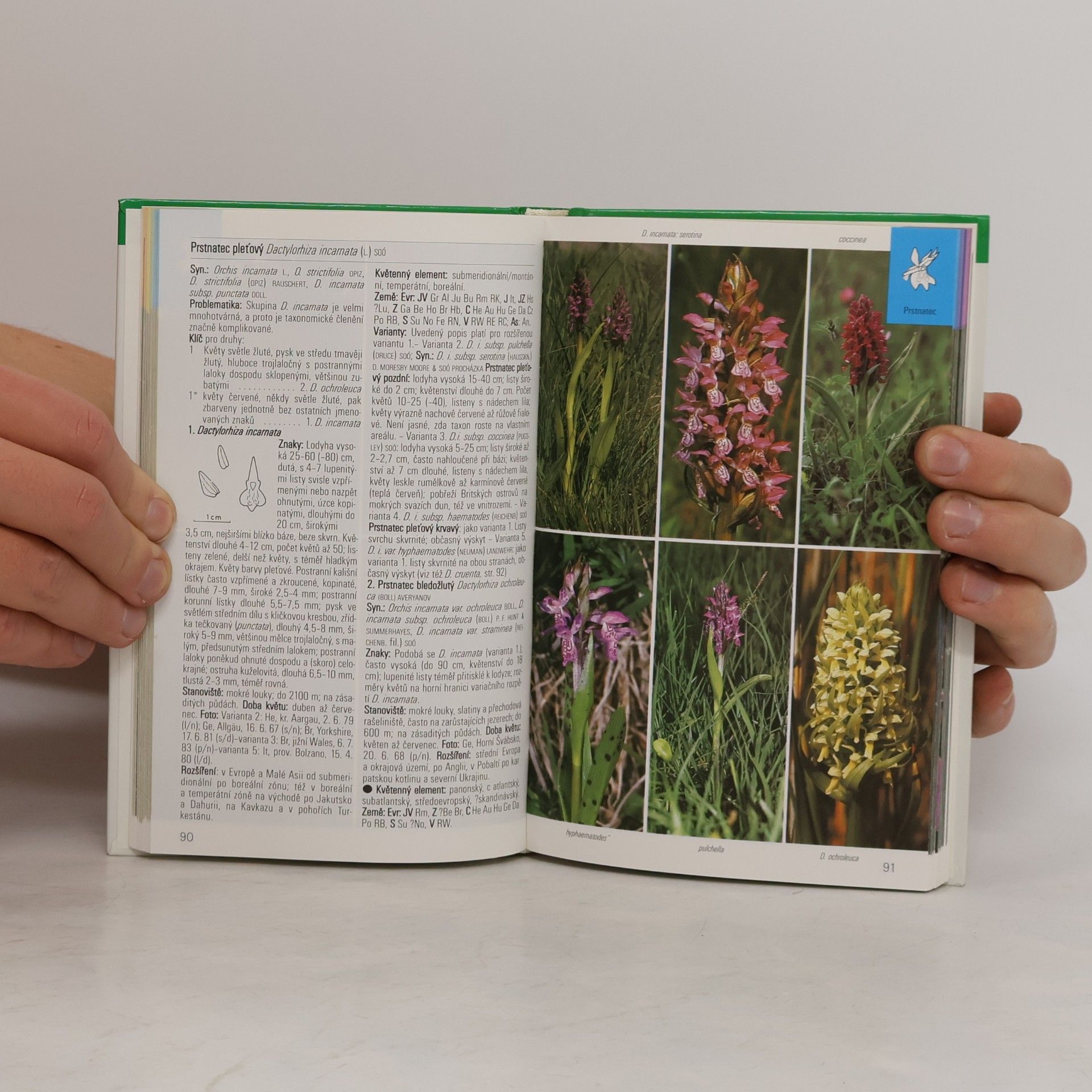 Karl Peter Buttler Orchideje : planě rostoucí druhy a poddruhy Evropy, Přední Asie a severní Afriky