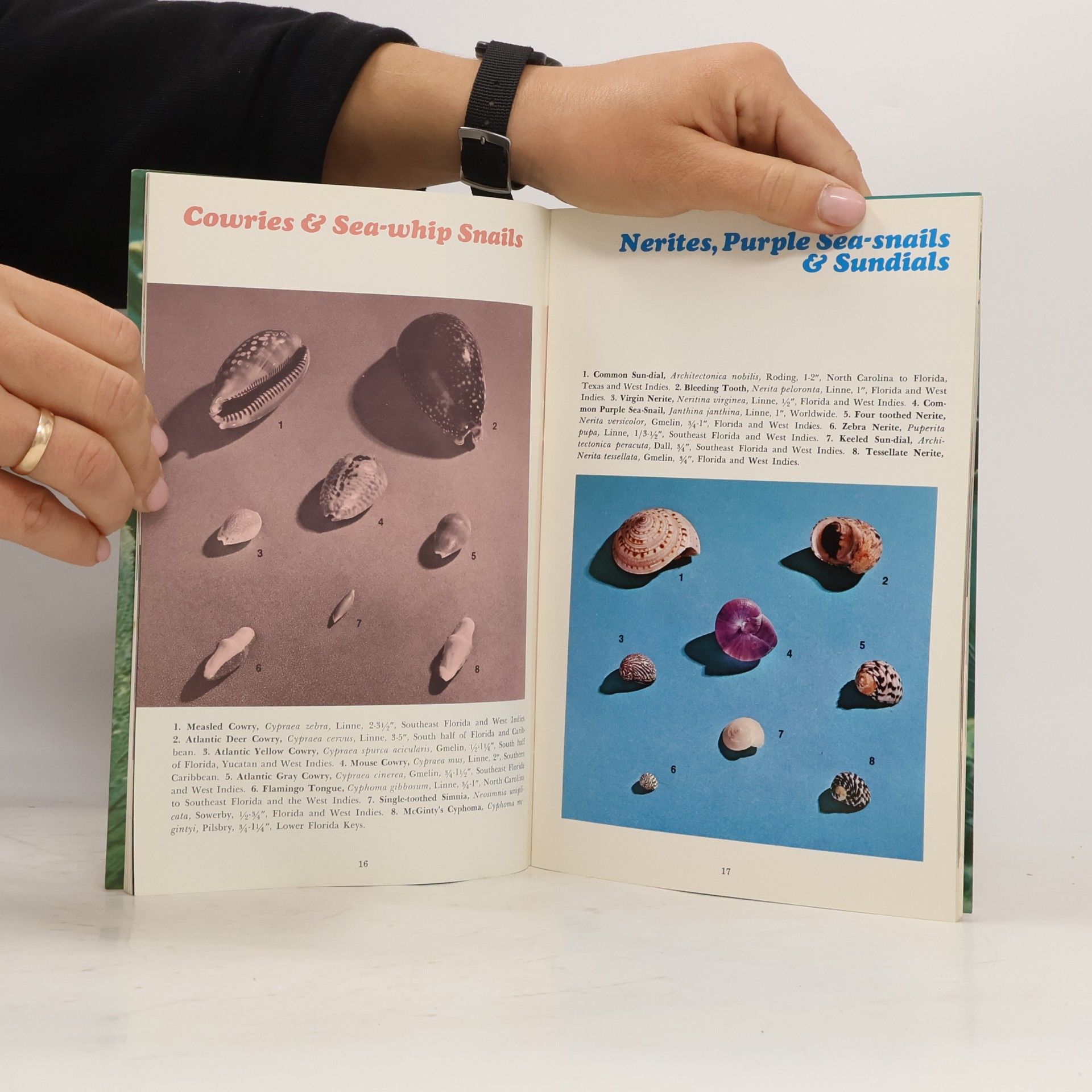 Various authors Shells & Shelling in the Virgin Islands