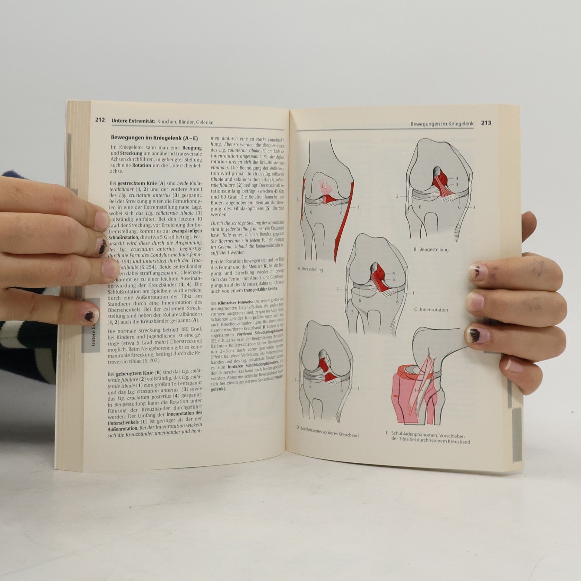 Werner Platzer Platzer Taschenatlas der Anatomie