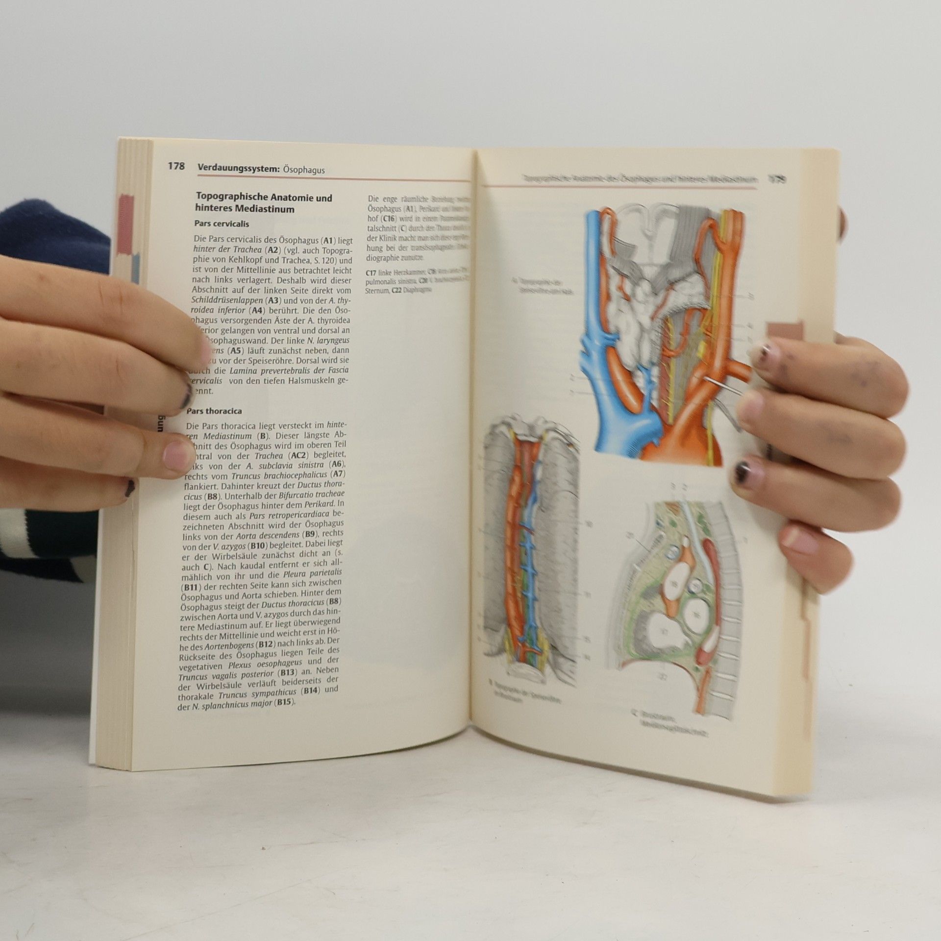 Helga Fritsch Taschenatlas der Anatomie
