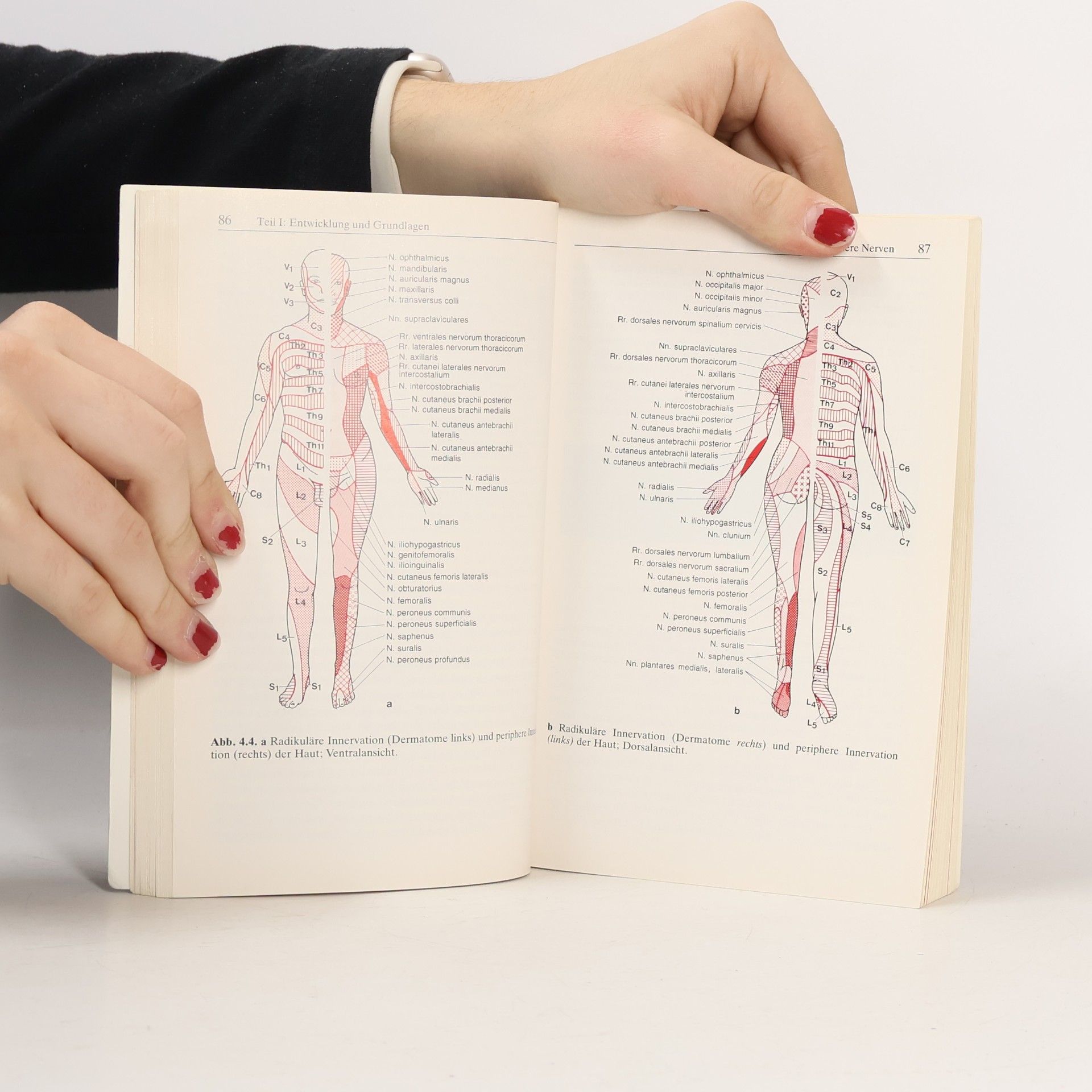 Karl Zilles Springer-Lehrbuch: Funktionelle Neuroanatomie