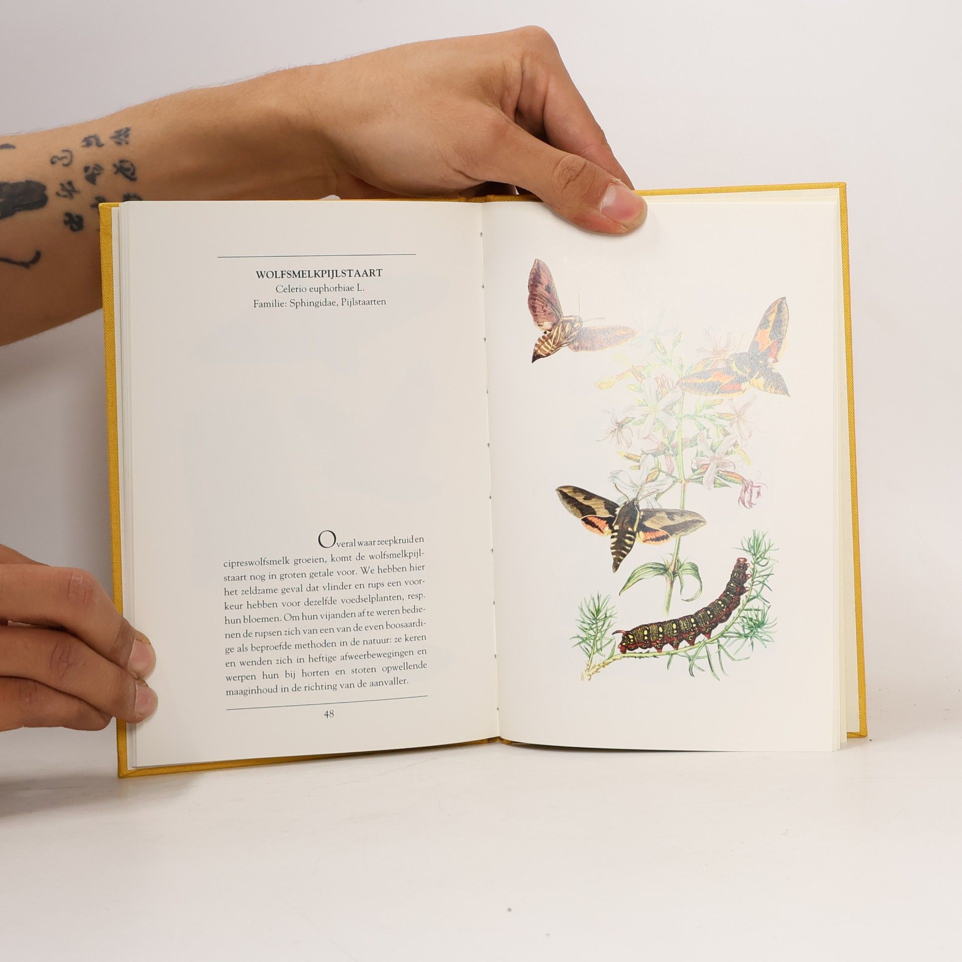 Friedrich Ostenrath Ars Naturalis: Vlinders