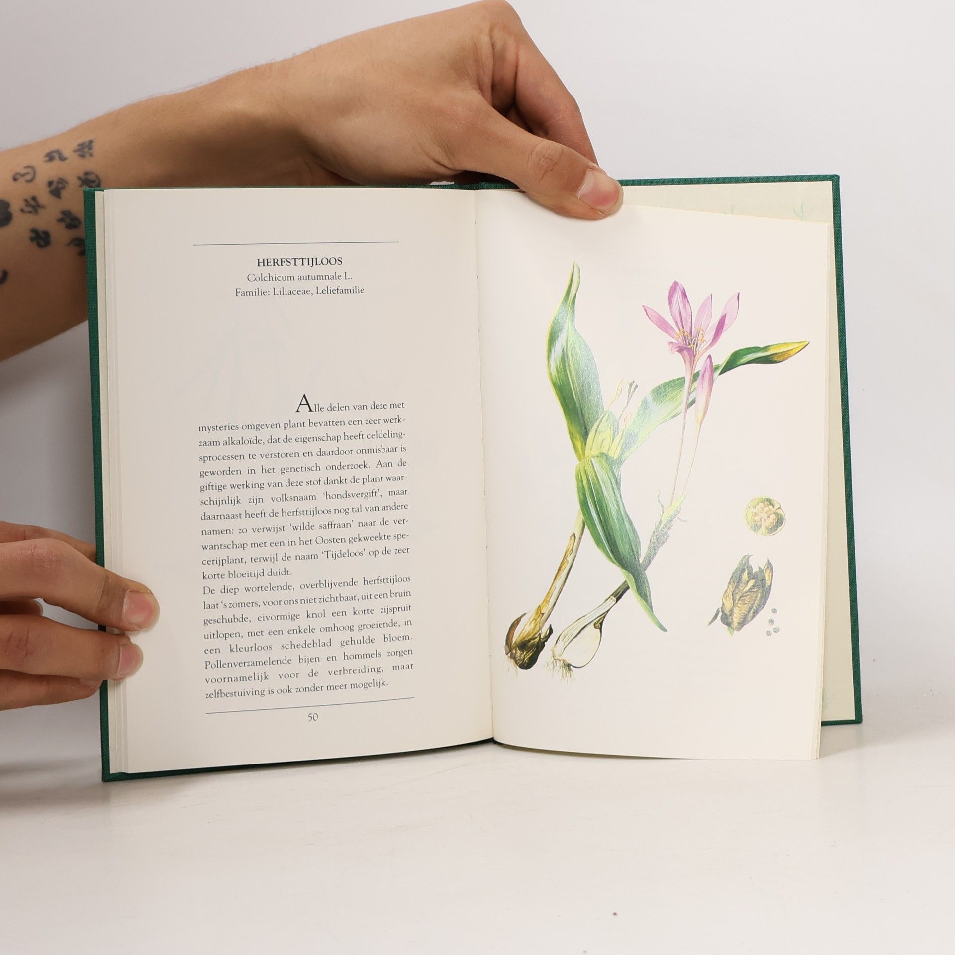 Friedrich Ostenrath Ars Naturalis: Wilde Bloemen